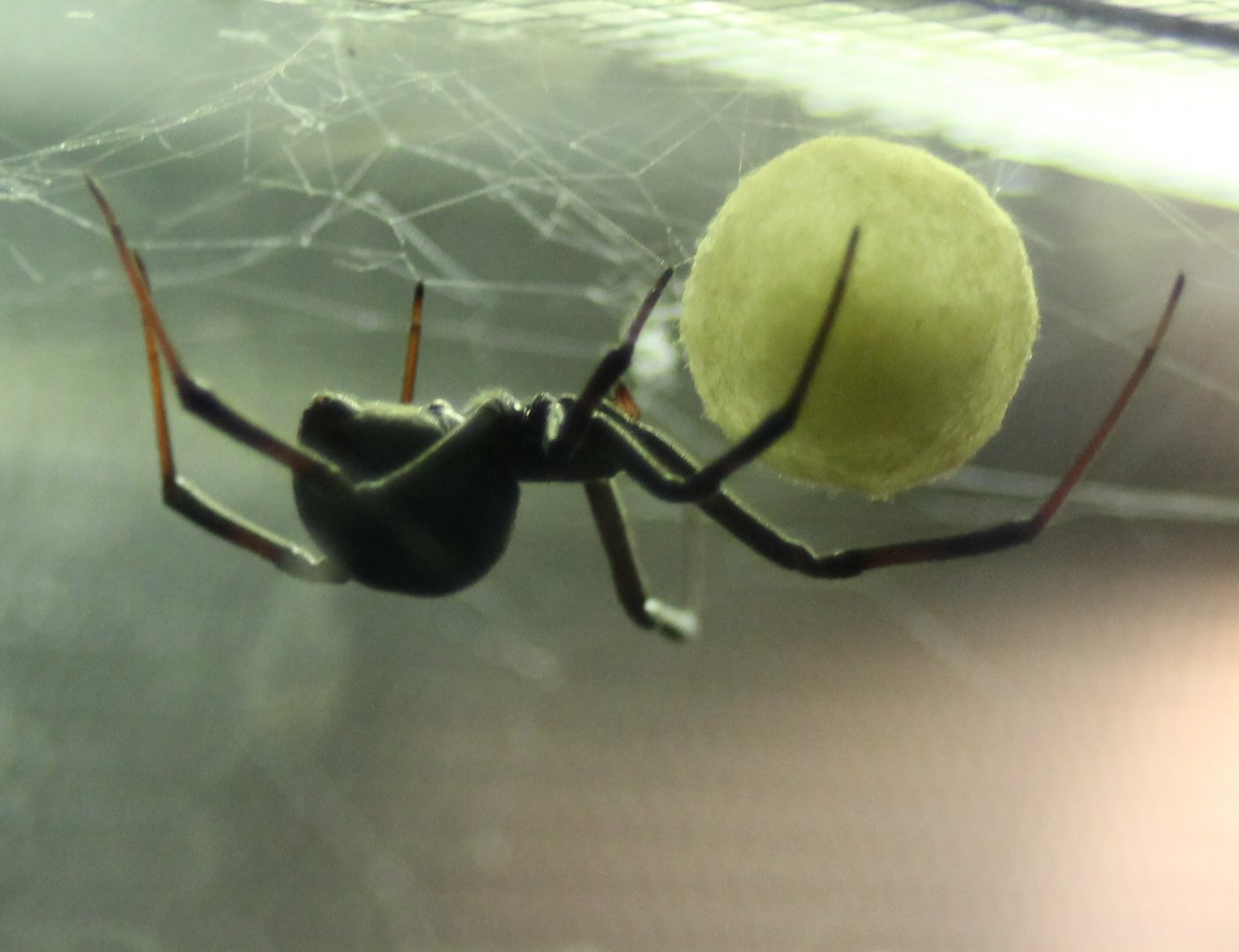 Black widow with egg-sack