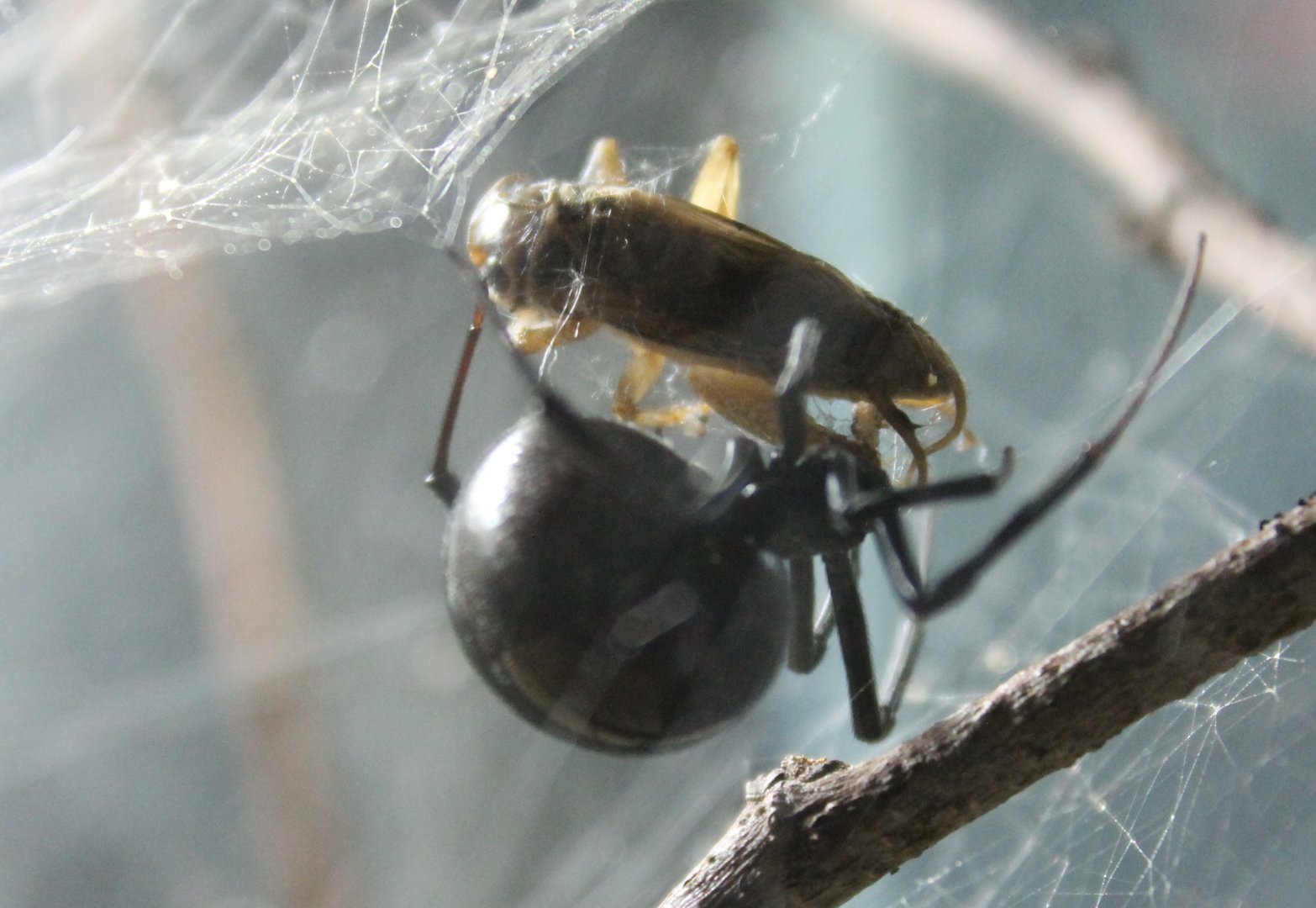 Black widow with prey