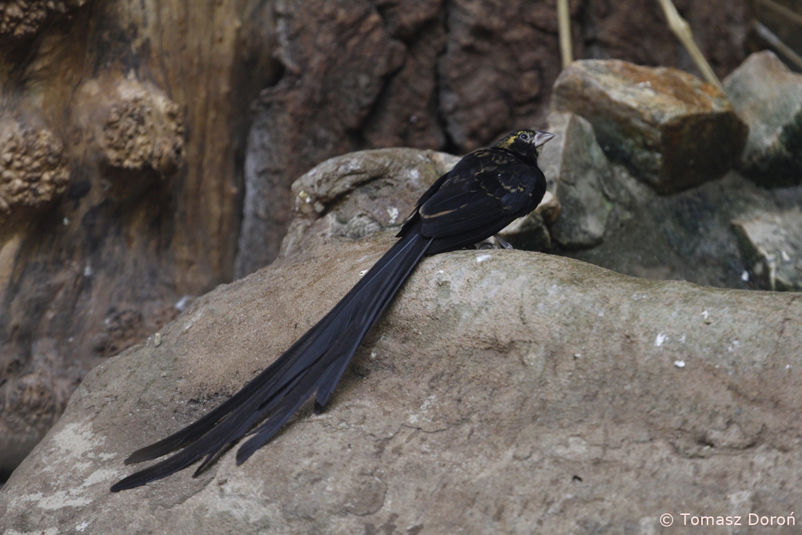 Black Widowbird (Euplectes ardens), January 2021