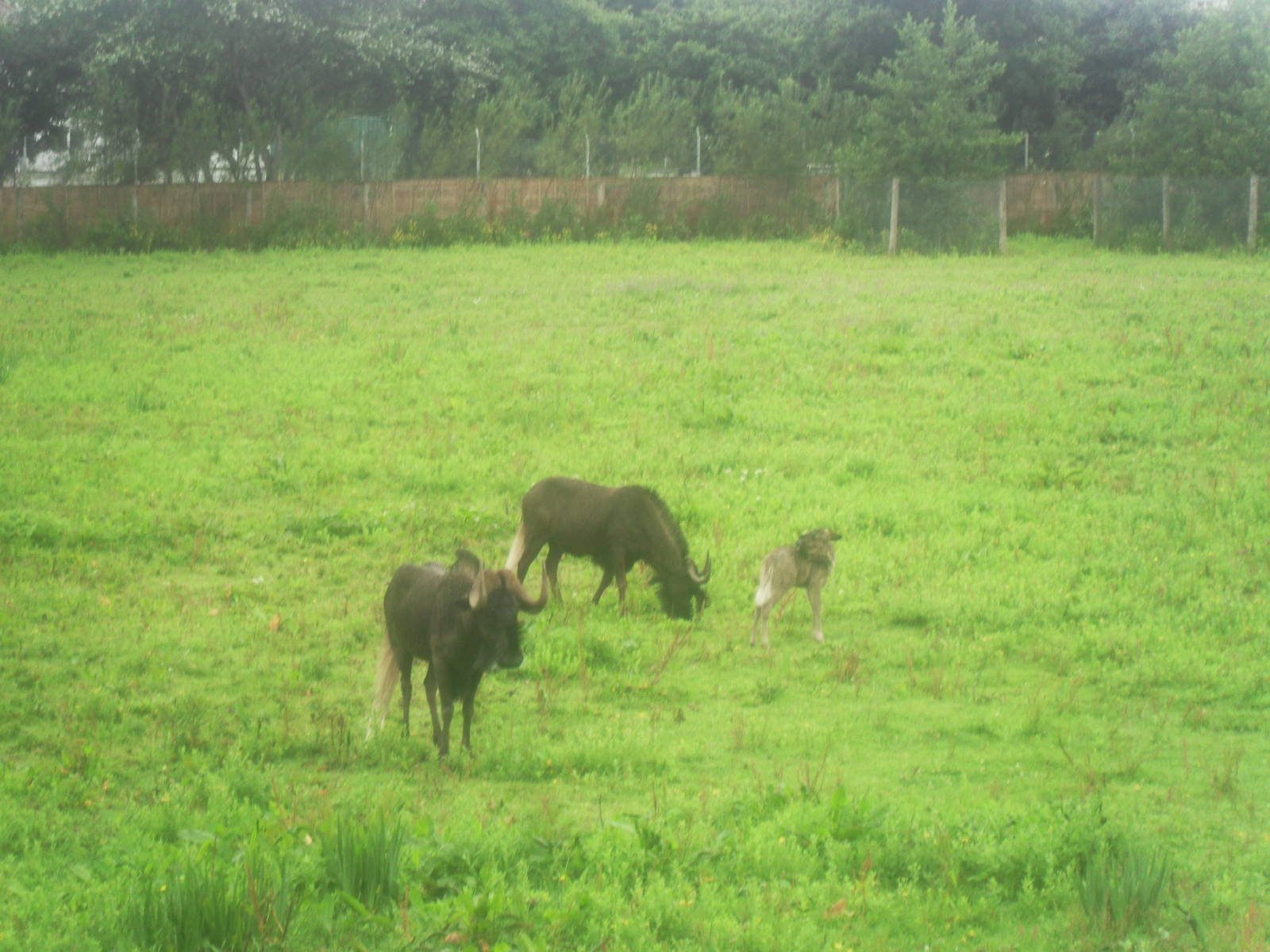 Black wildebeast family