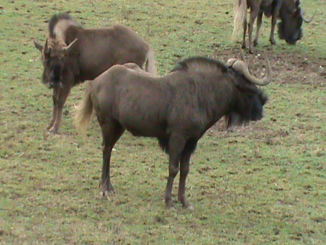 black wildebeest 060211