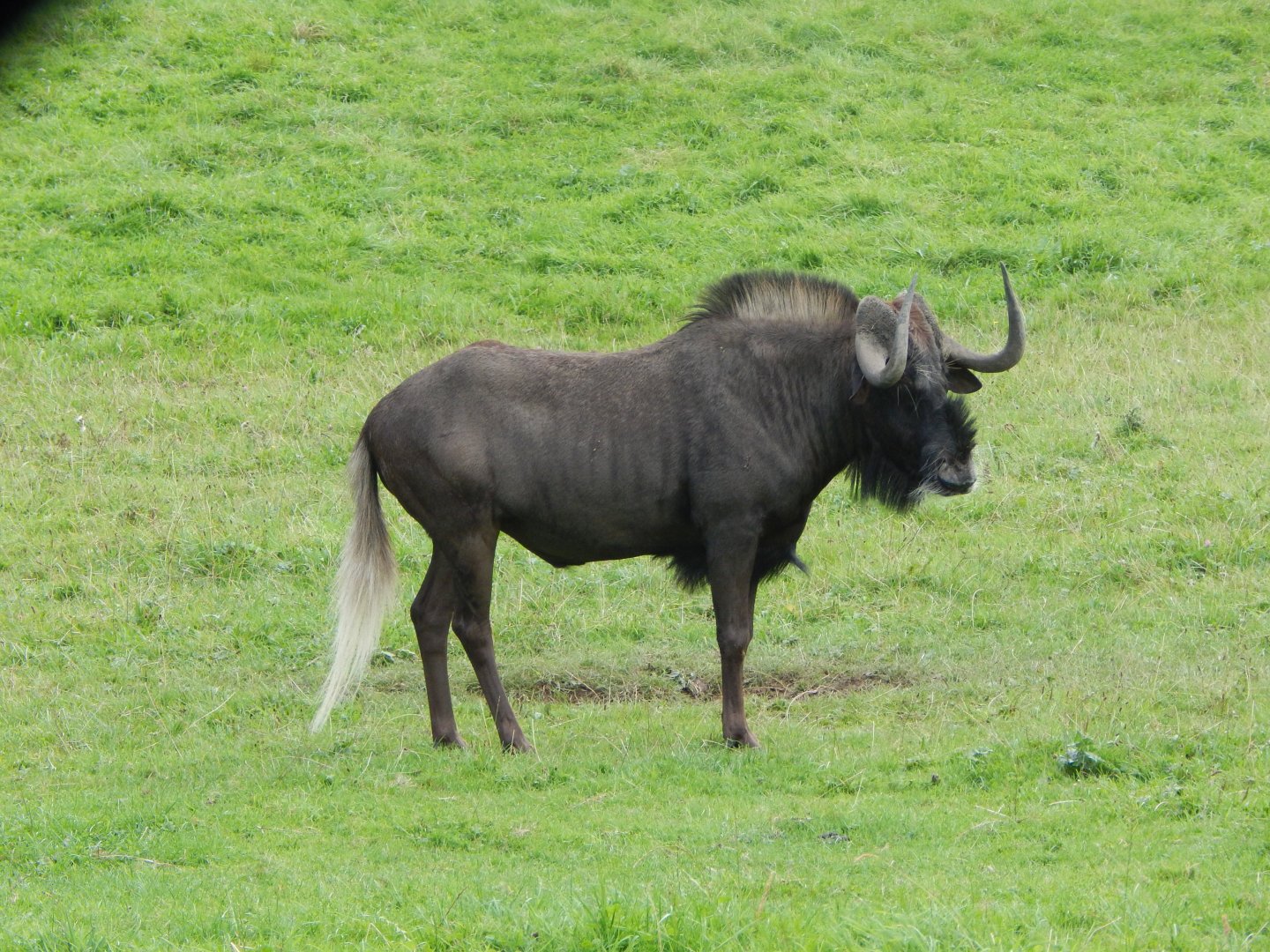 Black wildebeest 110921
