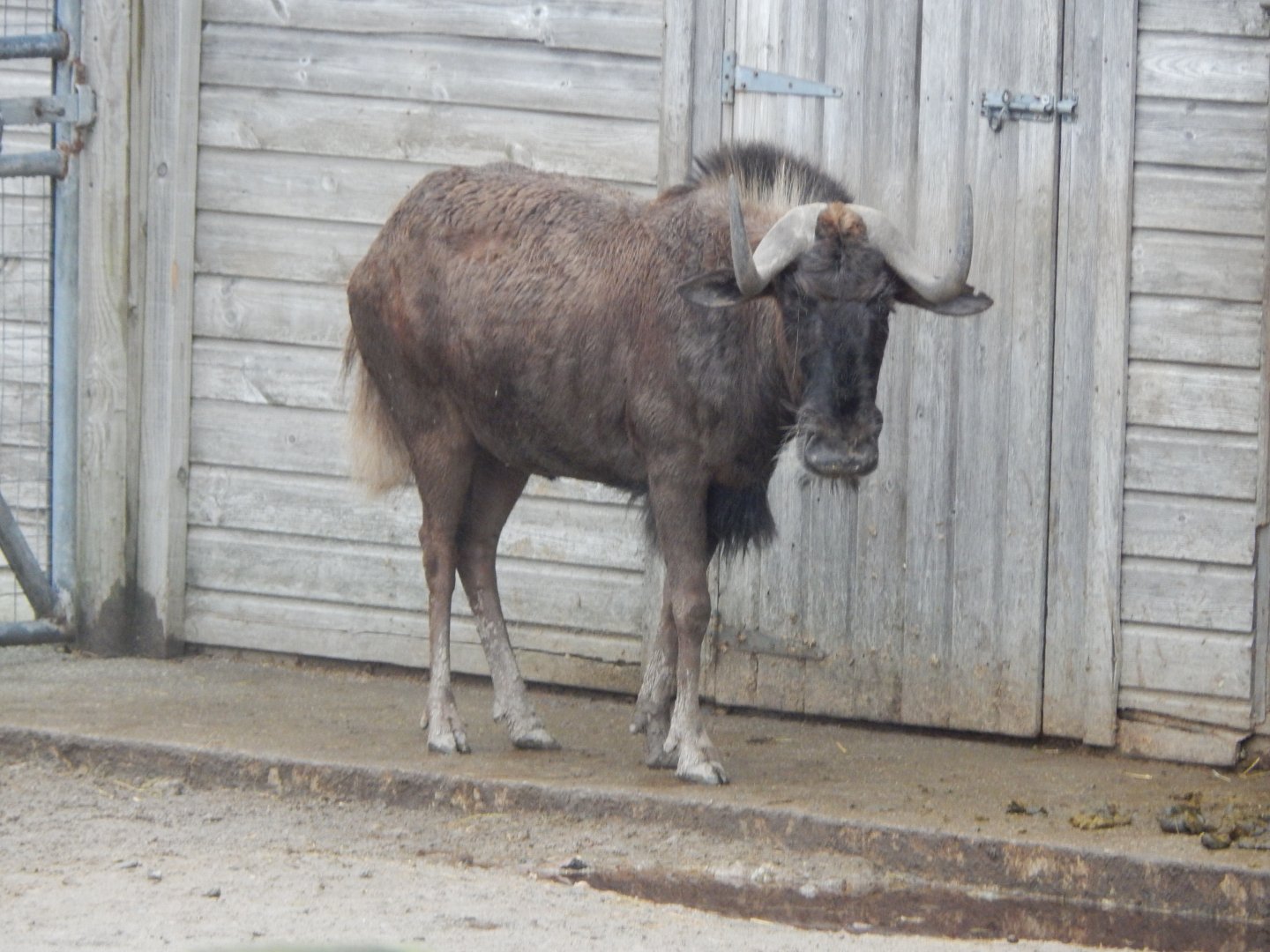 Black wildebeest 111221