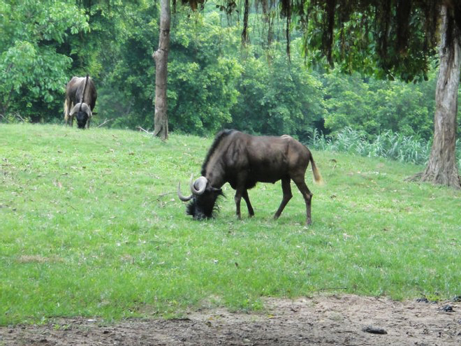 Black wildebeest - 2011