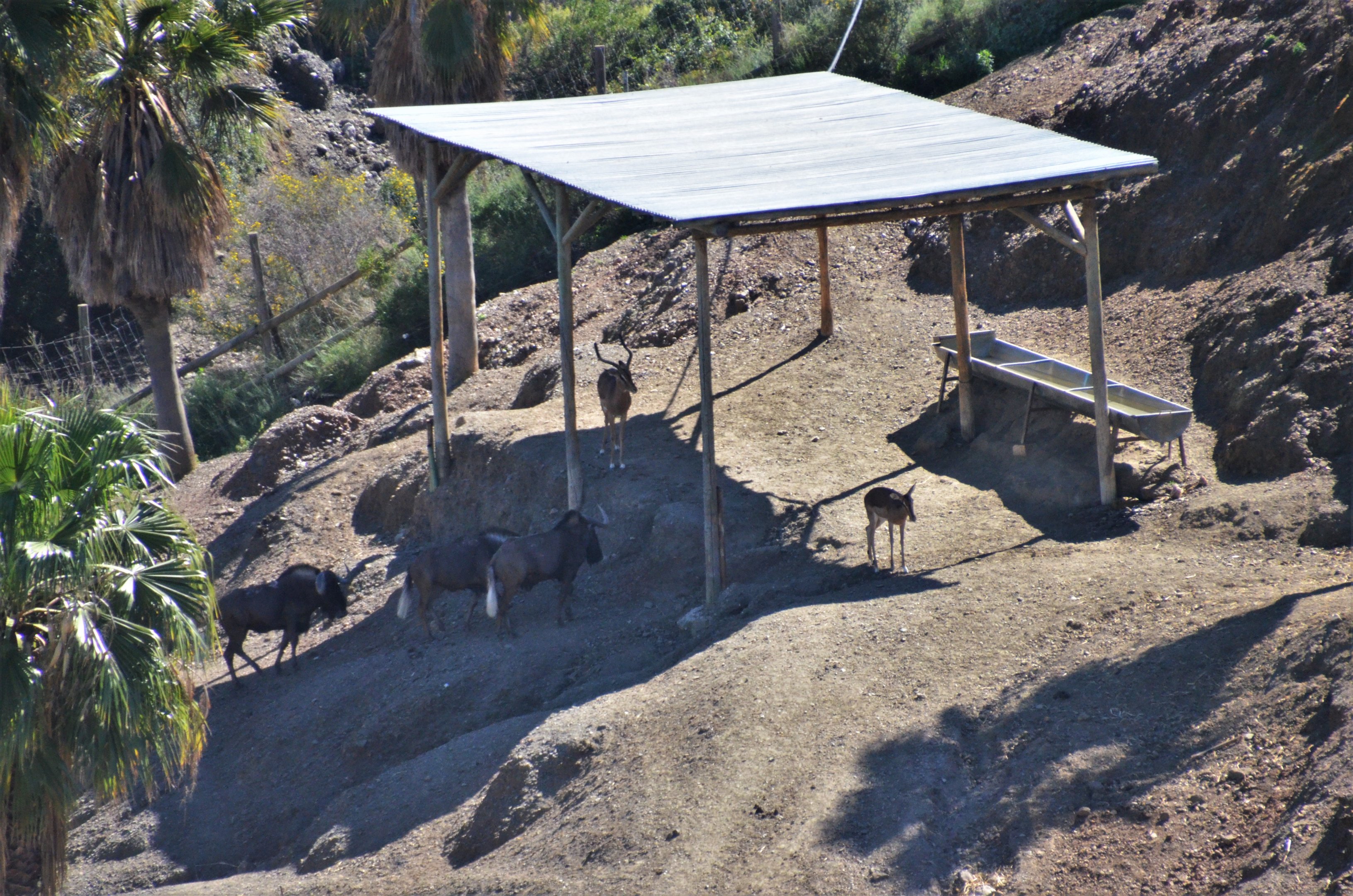 Black Wildebeest and Common Impala at Selwo Aventura, 13/03/19