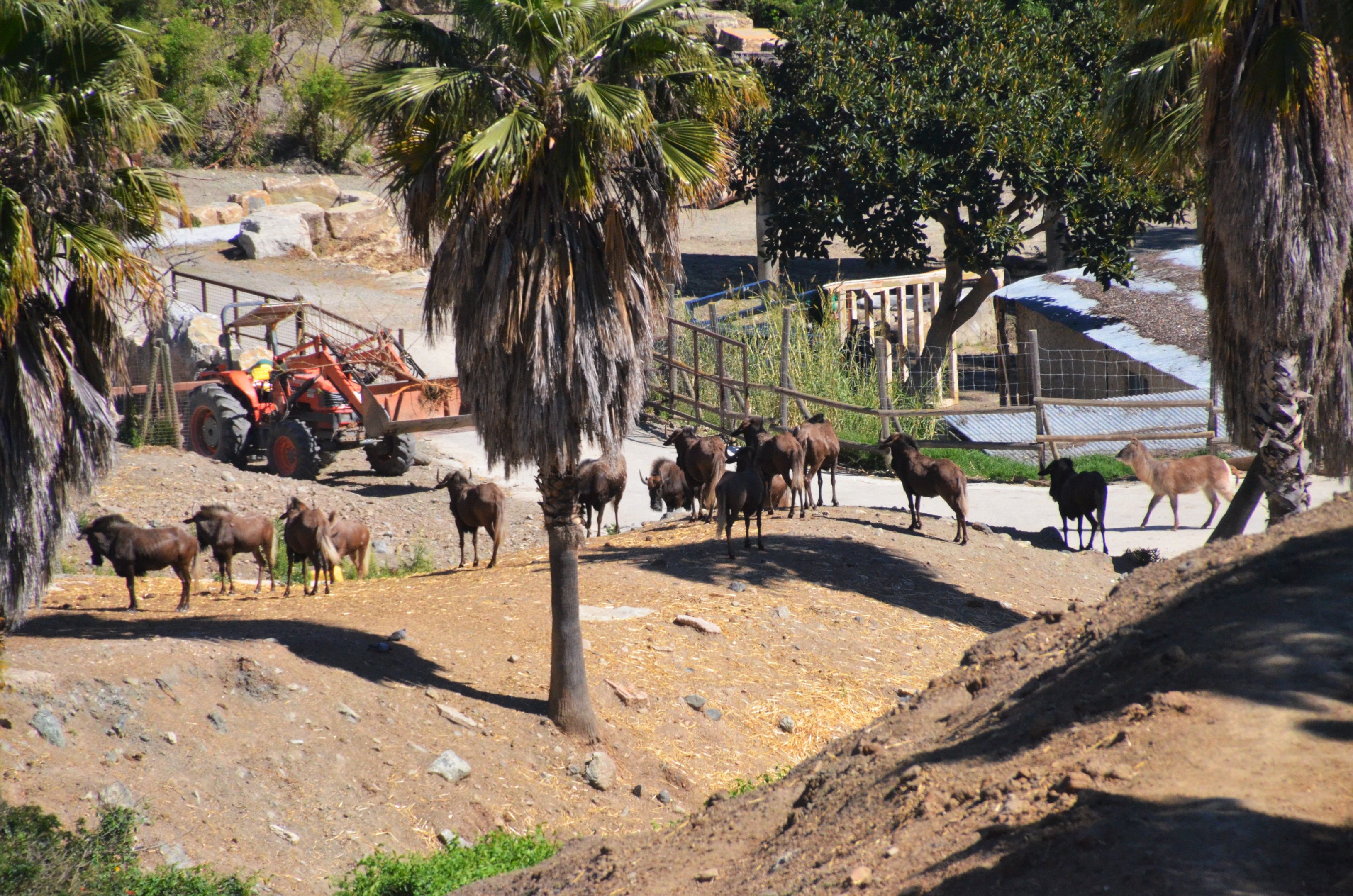 Black Wildebeest and Ellipsen Waterbuck at Selwo Aventura, 13/03/19