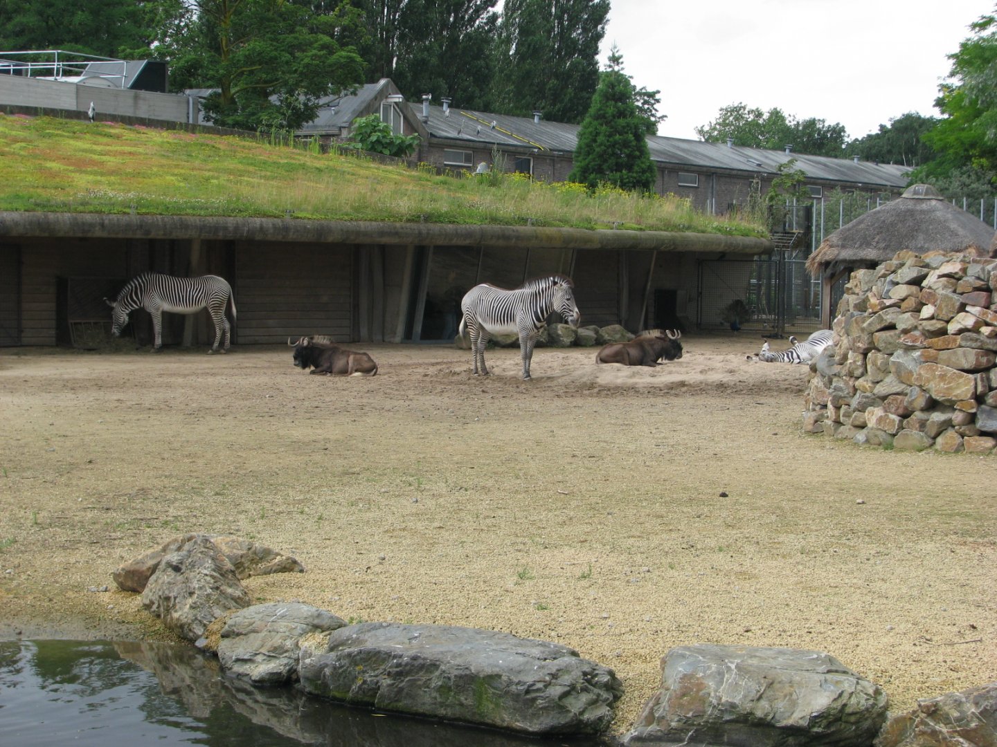 Black wildebeest and Grevy's zebra - July 2012