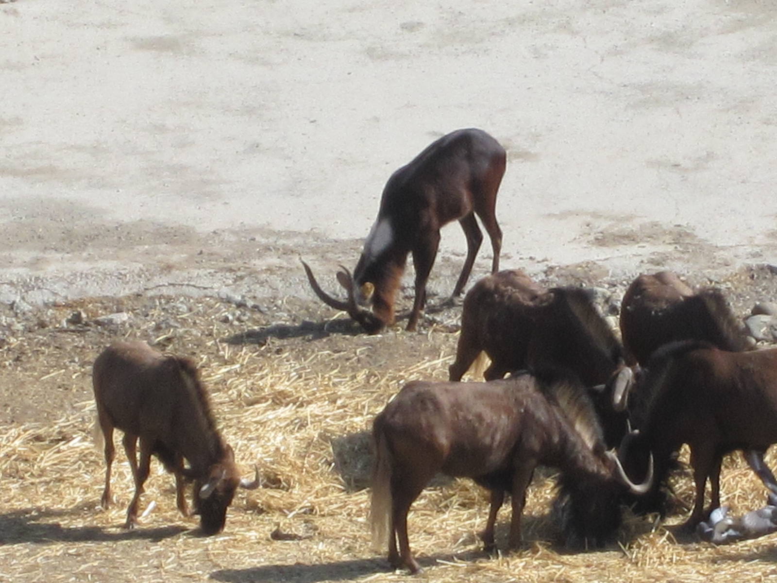 Black wildebeest and Nile lechwe