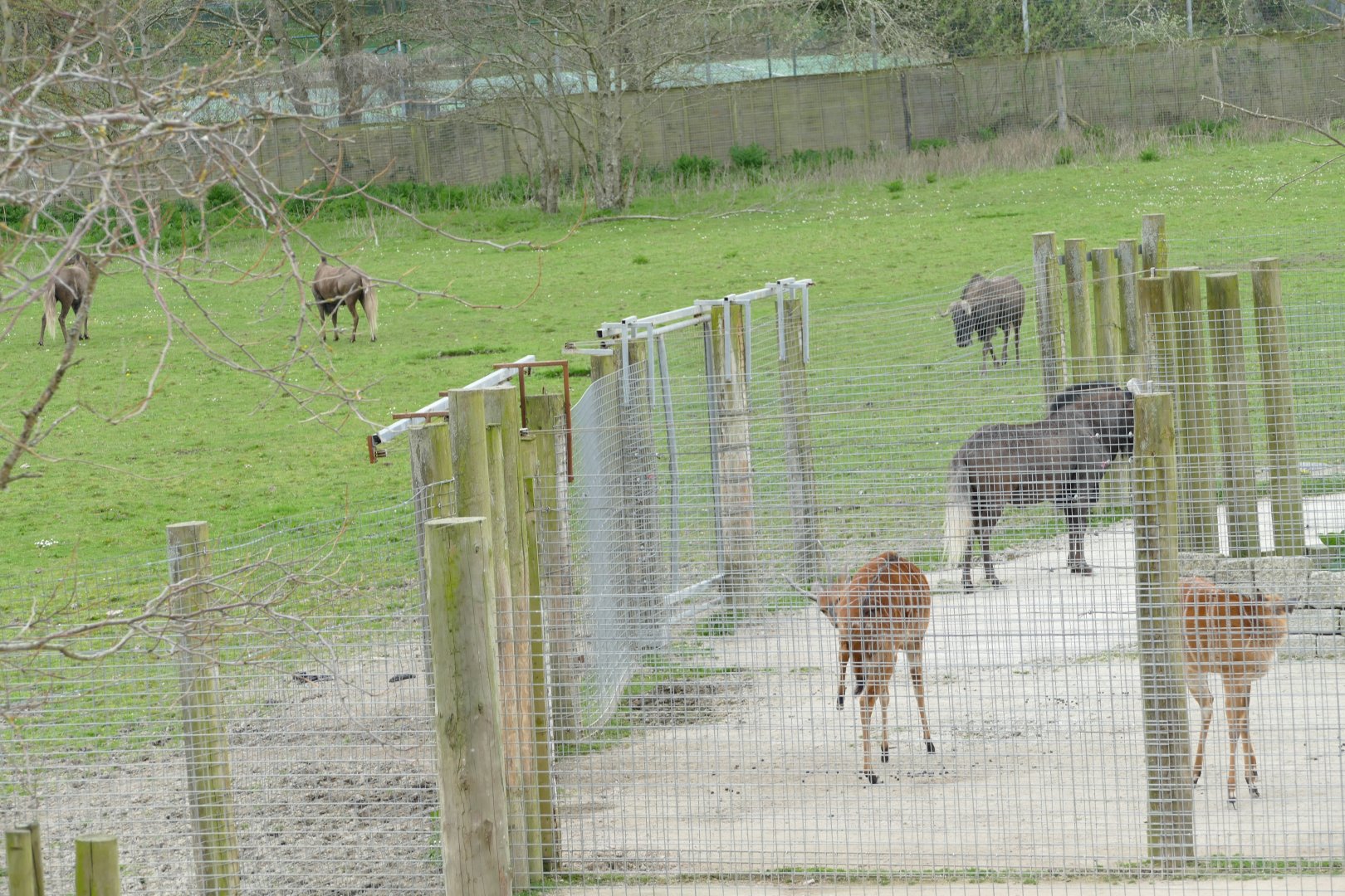 Black Wildebeest, April 2018