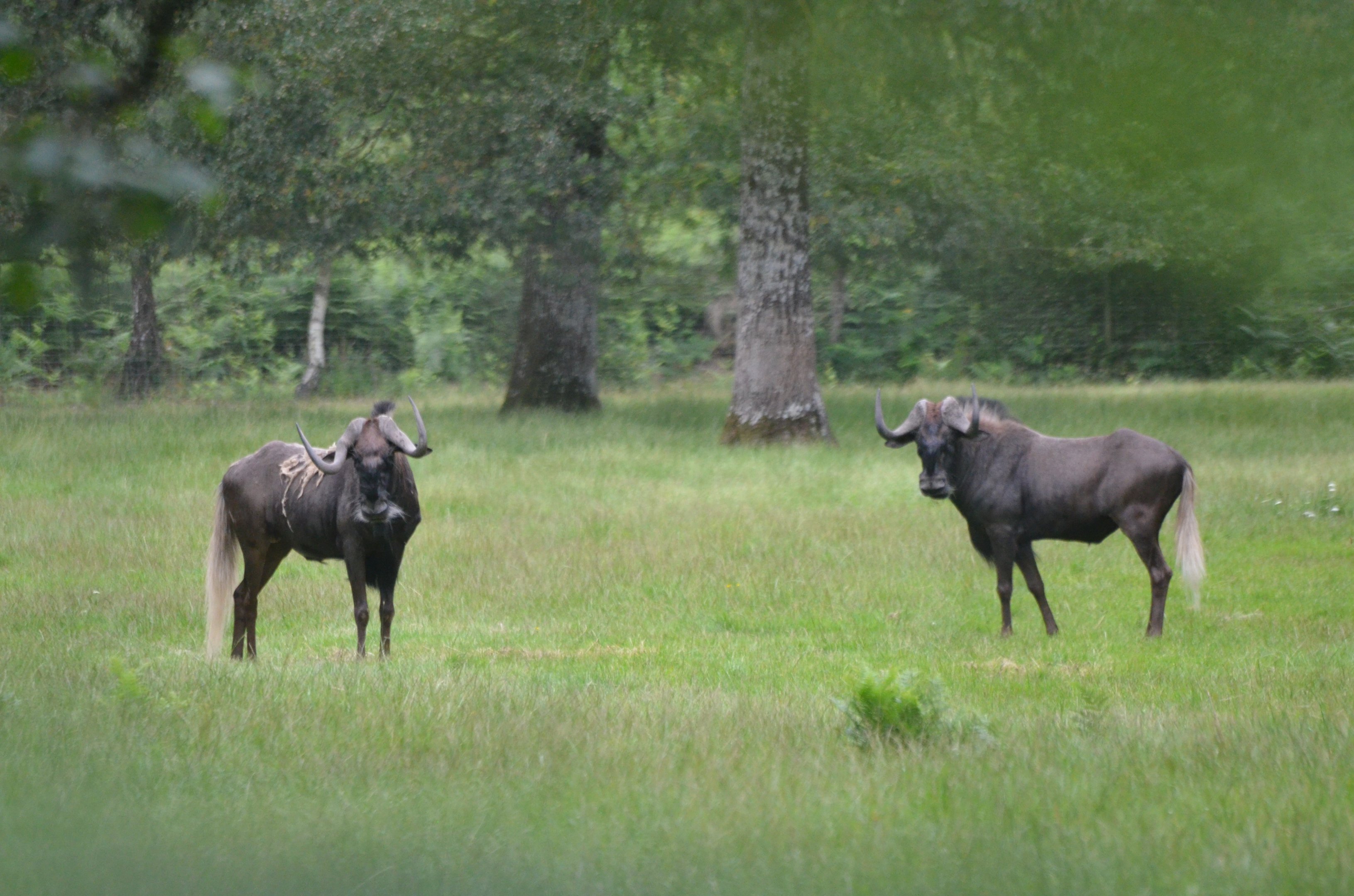 Black Wildebeest at Haute-Touche, 14/06/18