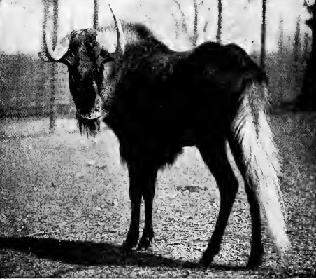 Black wildebeest (Connochaetes gnou) 1909