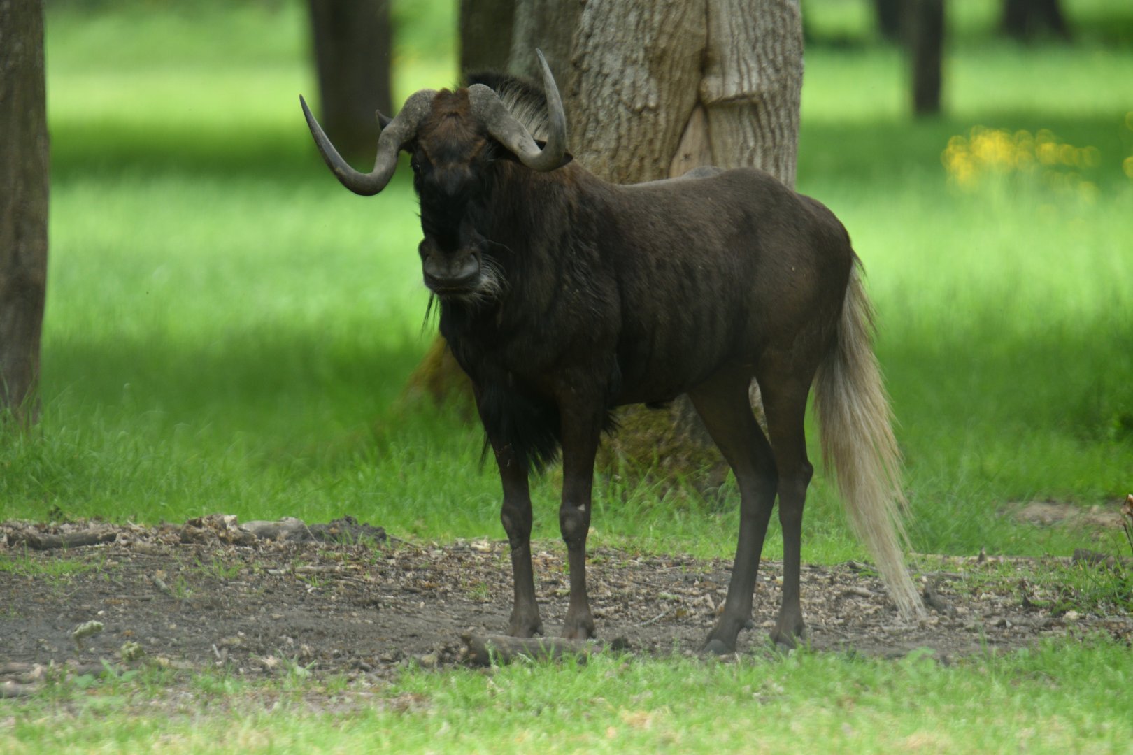Black wildebeest (Connochaetes gnou)
