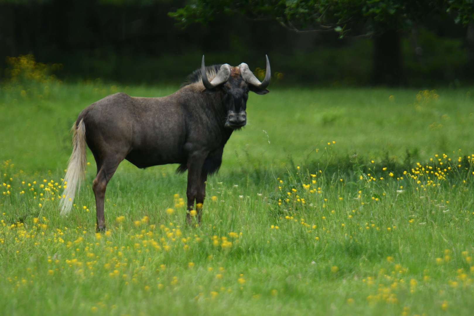 Black wildebeest (Connochaetes gnou)