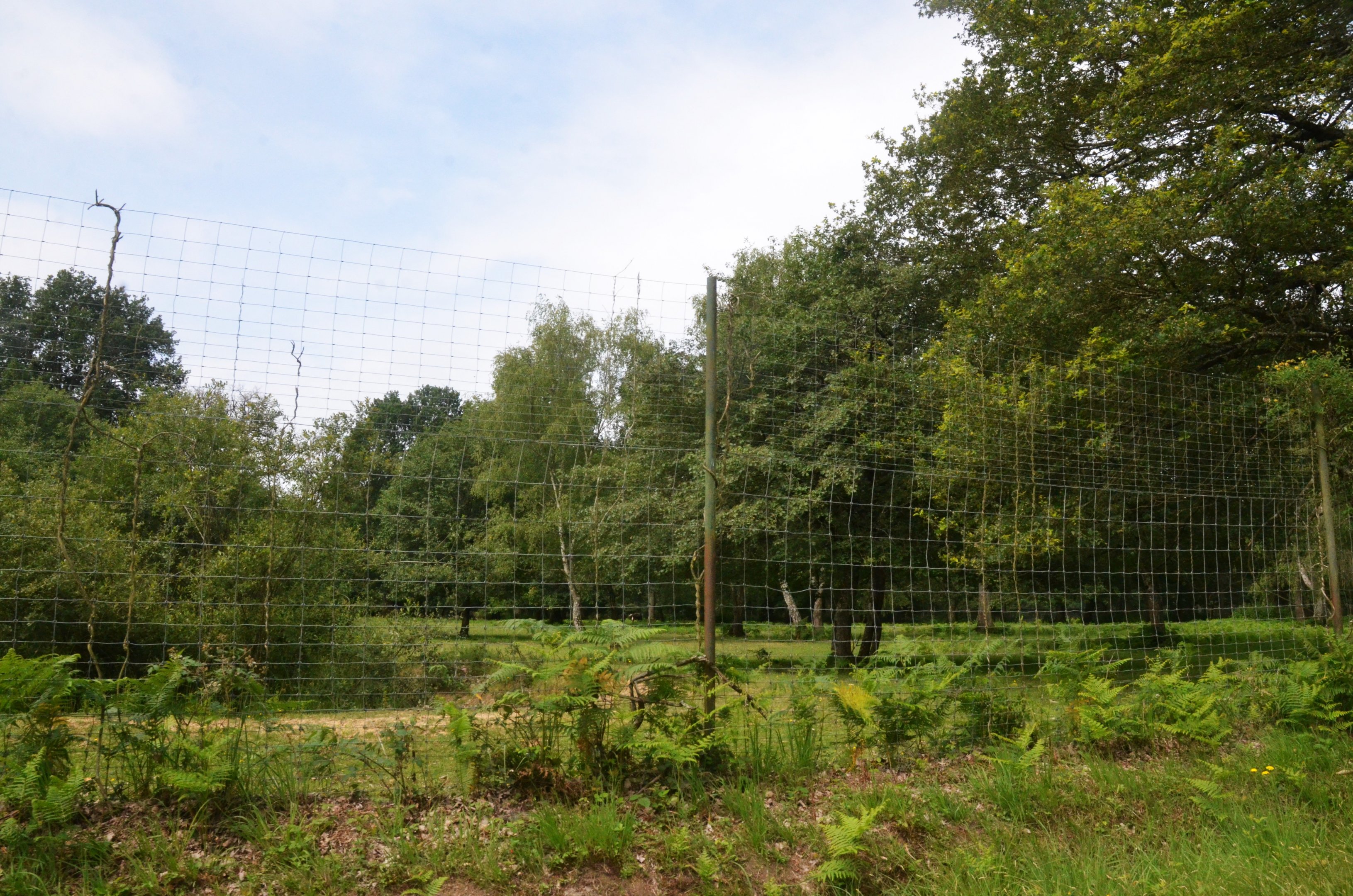 Black Wildebeest Enclosure at Haute-Touche, 14/06/18