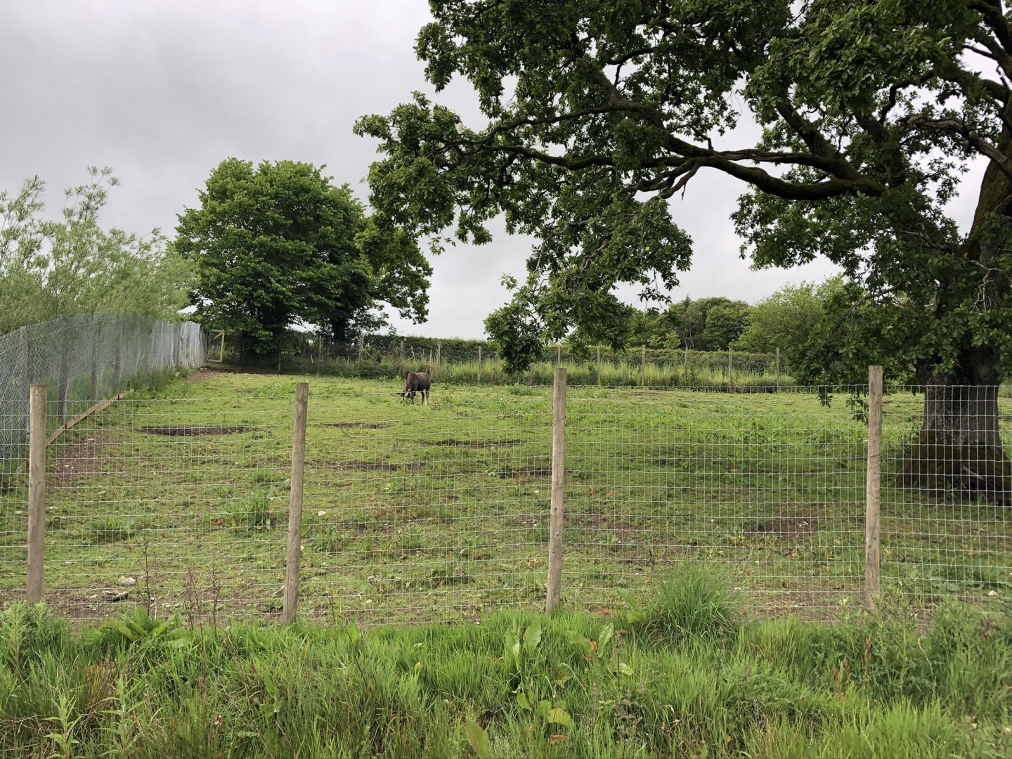 Black Wildebeest Enclosure at Lake District Wildlife Park (May 2019)