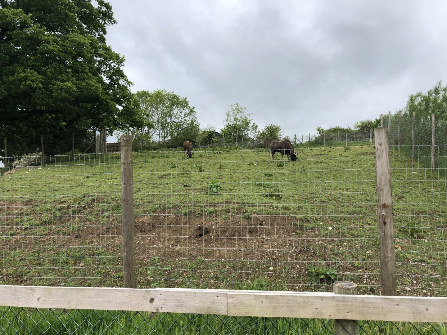 Black Wildebeest Enclosure at Lake District Wildlife Park (May 2019)