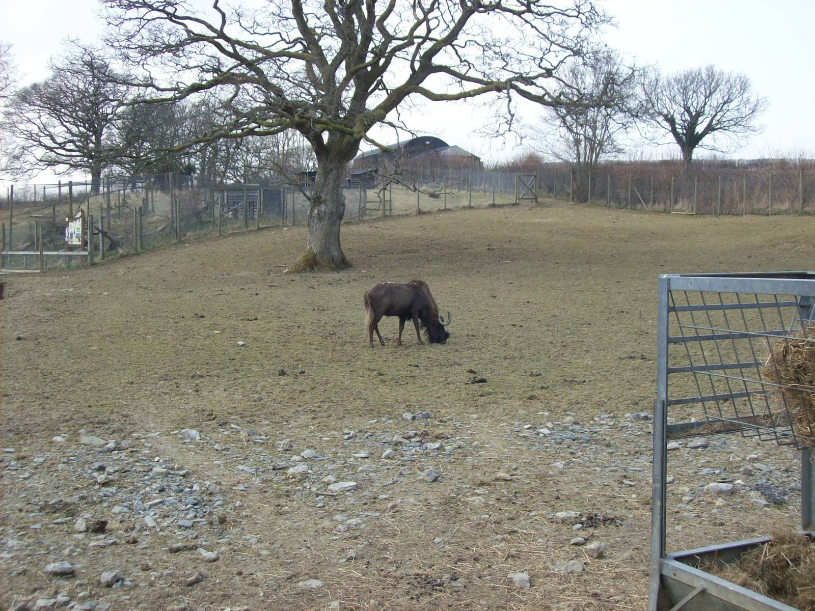 Black wildebeest exhibit
