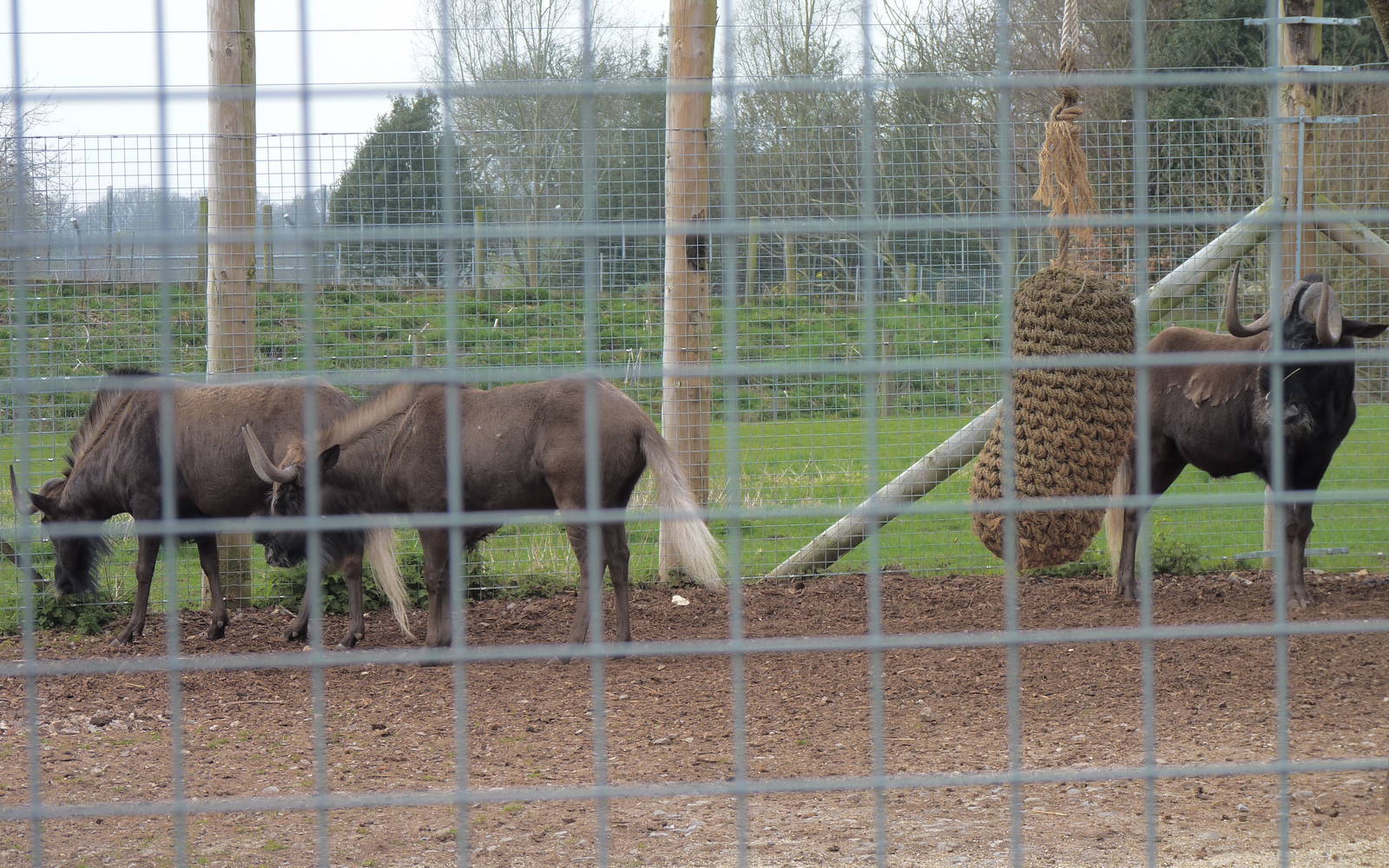 Black Wildebeest Family