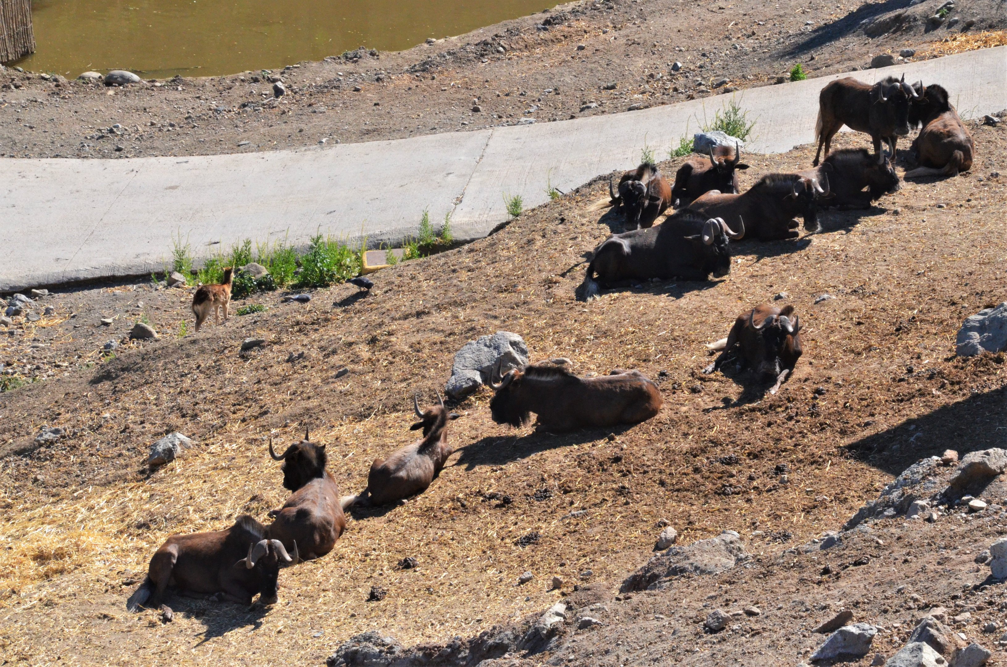Black Wildebeest Herd at Selwo Aventura, 13/03/19