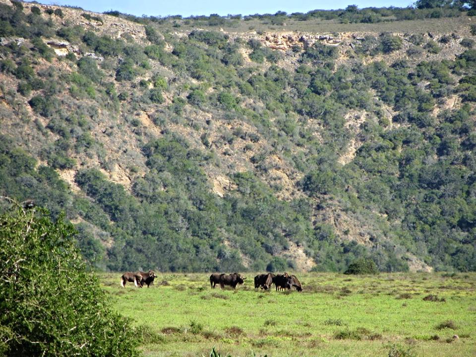 Black Wildebeest Herd