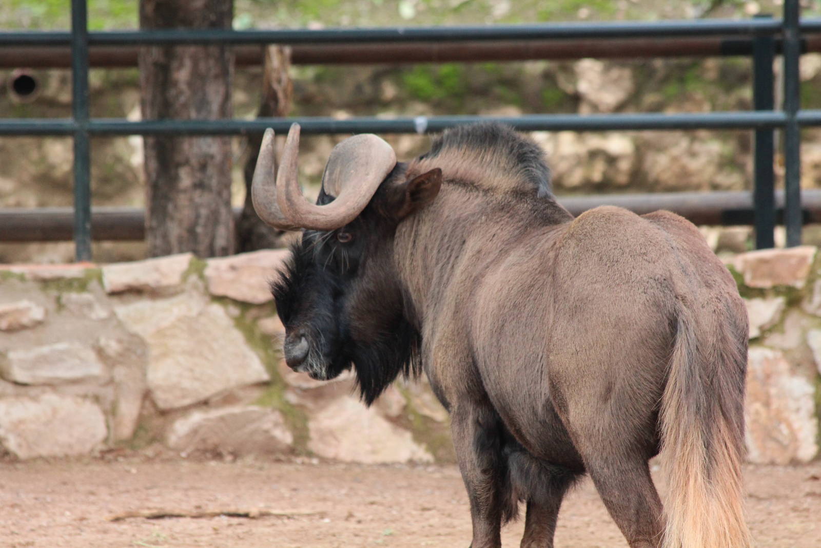 Black Wildebeest - Jan 2014