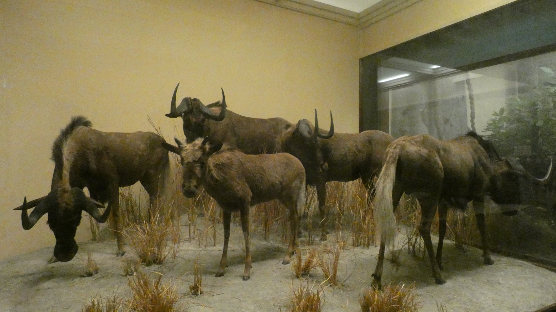 Black Wildebeest, Mammals of Africa - Feb. 2022