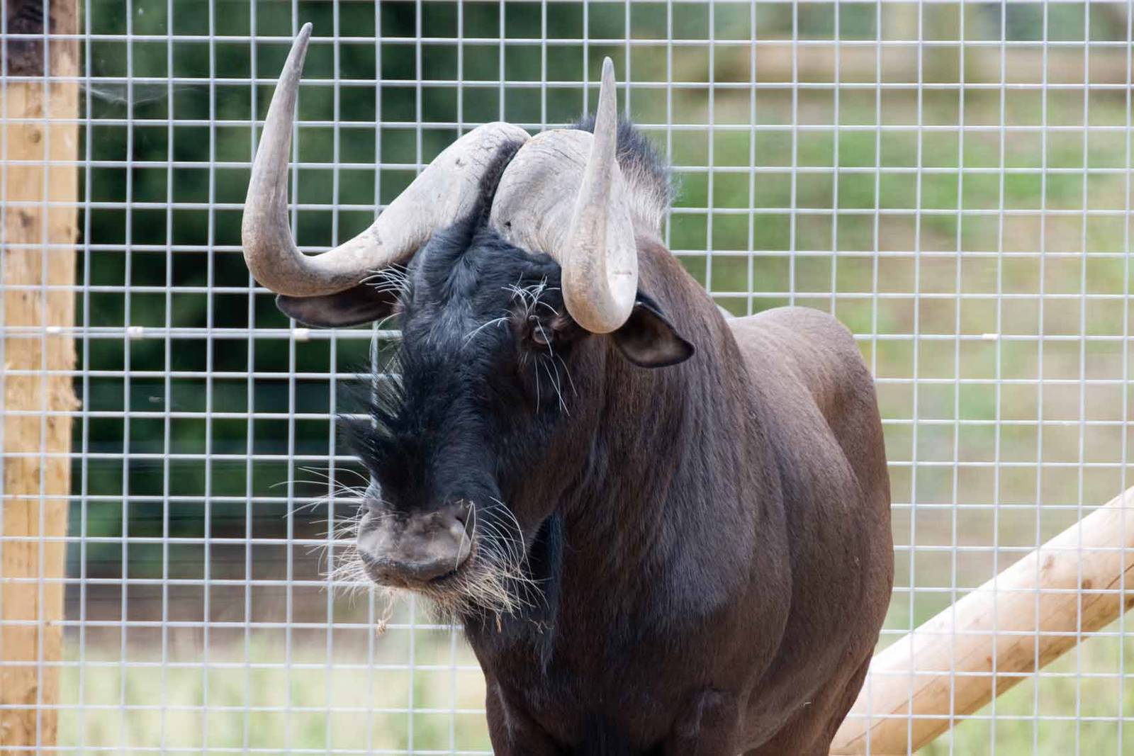 Black Wildebeest, Marwell Wildlife