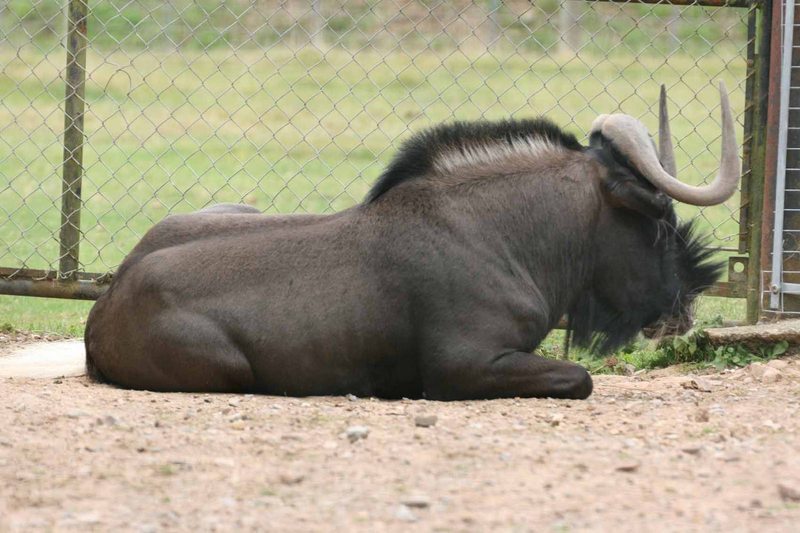 Black Wildebeest, Marwell Wildlife
