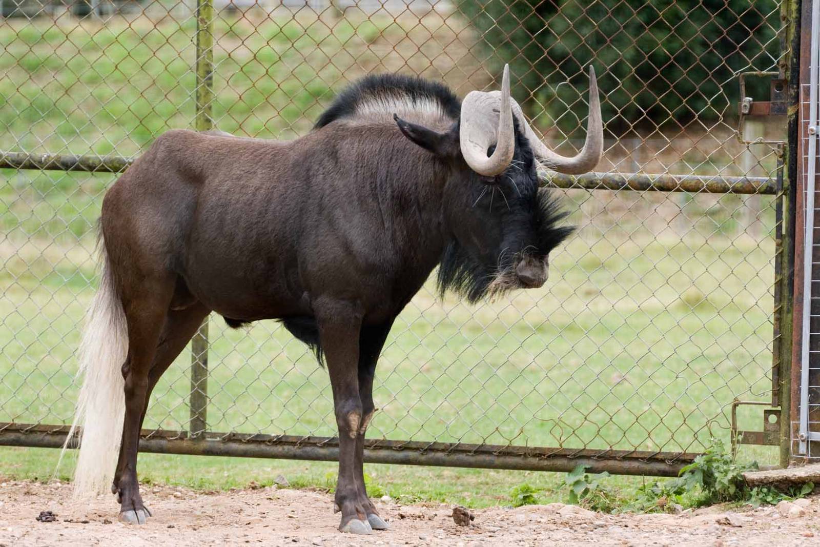 Black Wildebeest, Marwell Wildlife