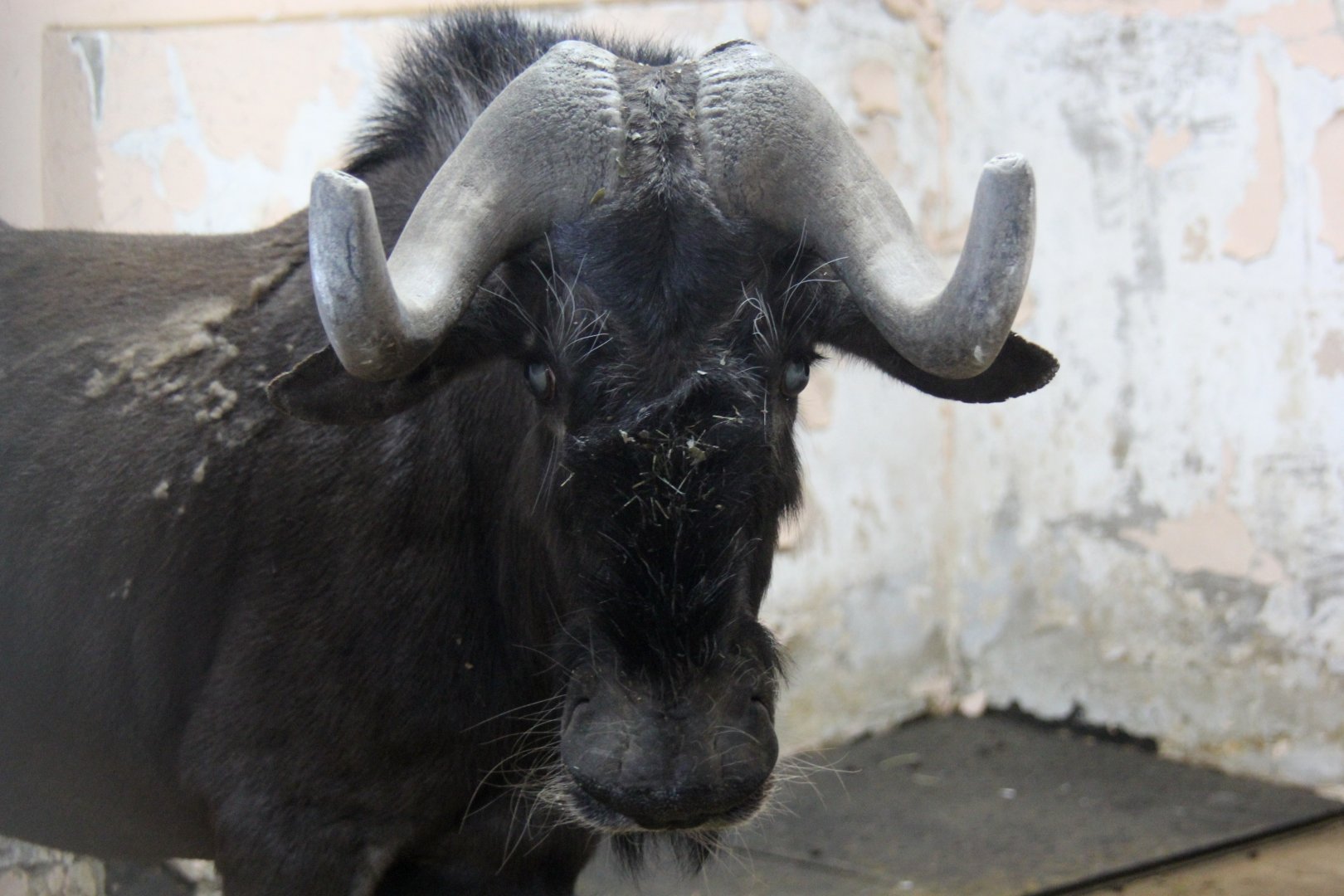 black wildebeest or white-tailed gnu (Connochaetes gnou)