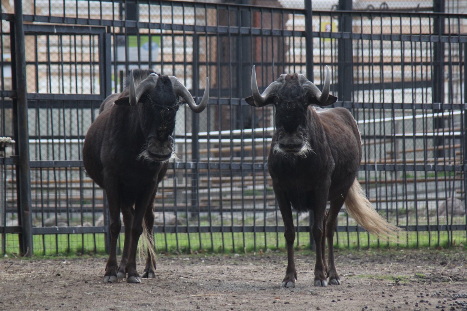 black wildebeest or white-tailed gnu (Connochaetes gnou)