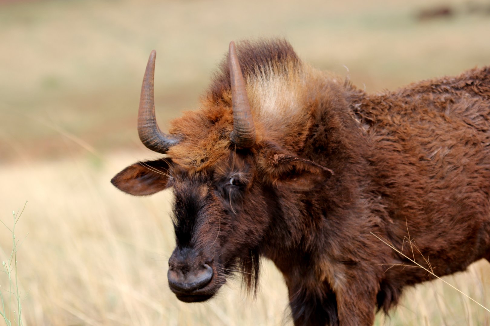 black wildebeest or white-tailed gnu (Connochaetes gnou)
