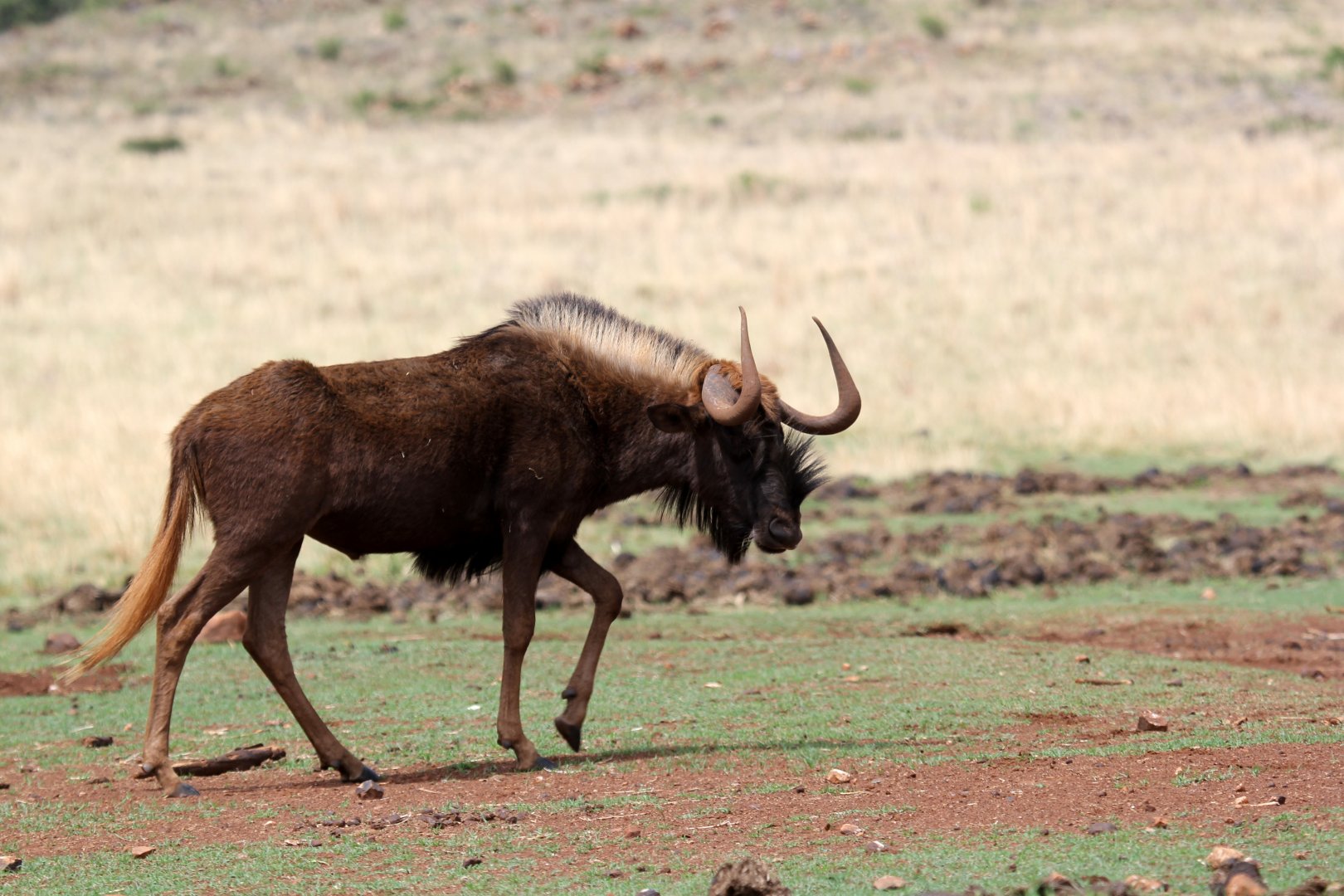 black wildebeest or white-tailed gnu (Connochaetes gnou)