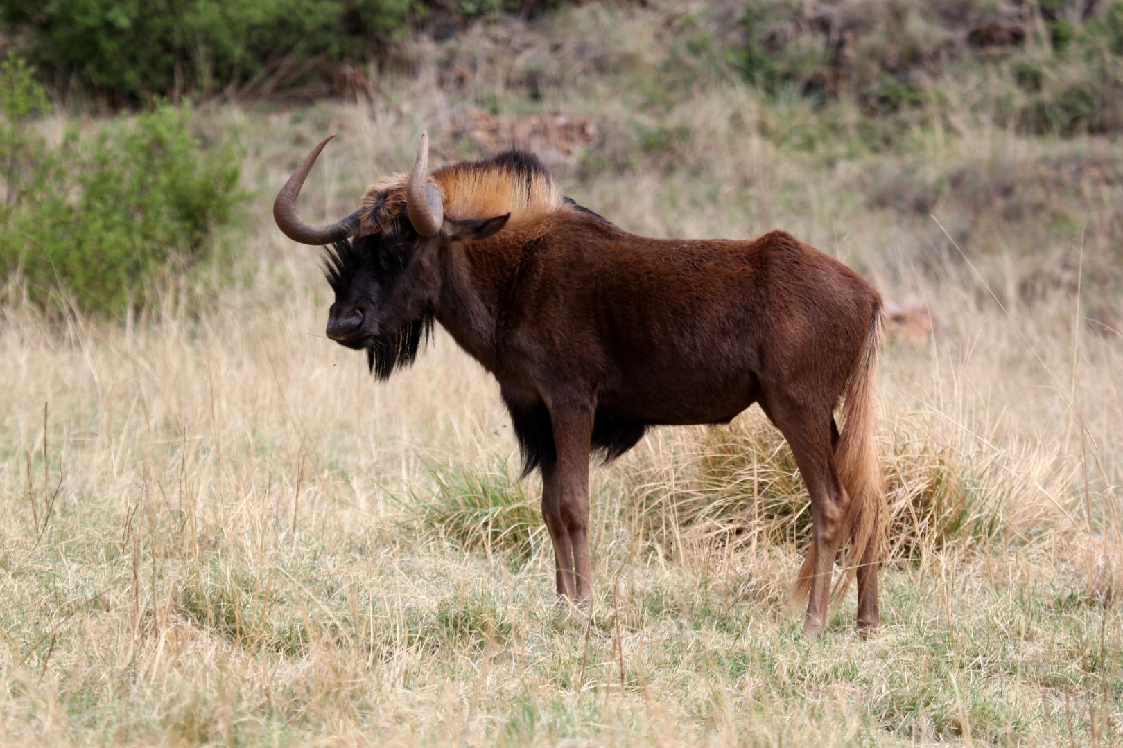 black wildebeest or white-tailed gnu (Connochaetes gnou)