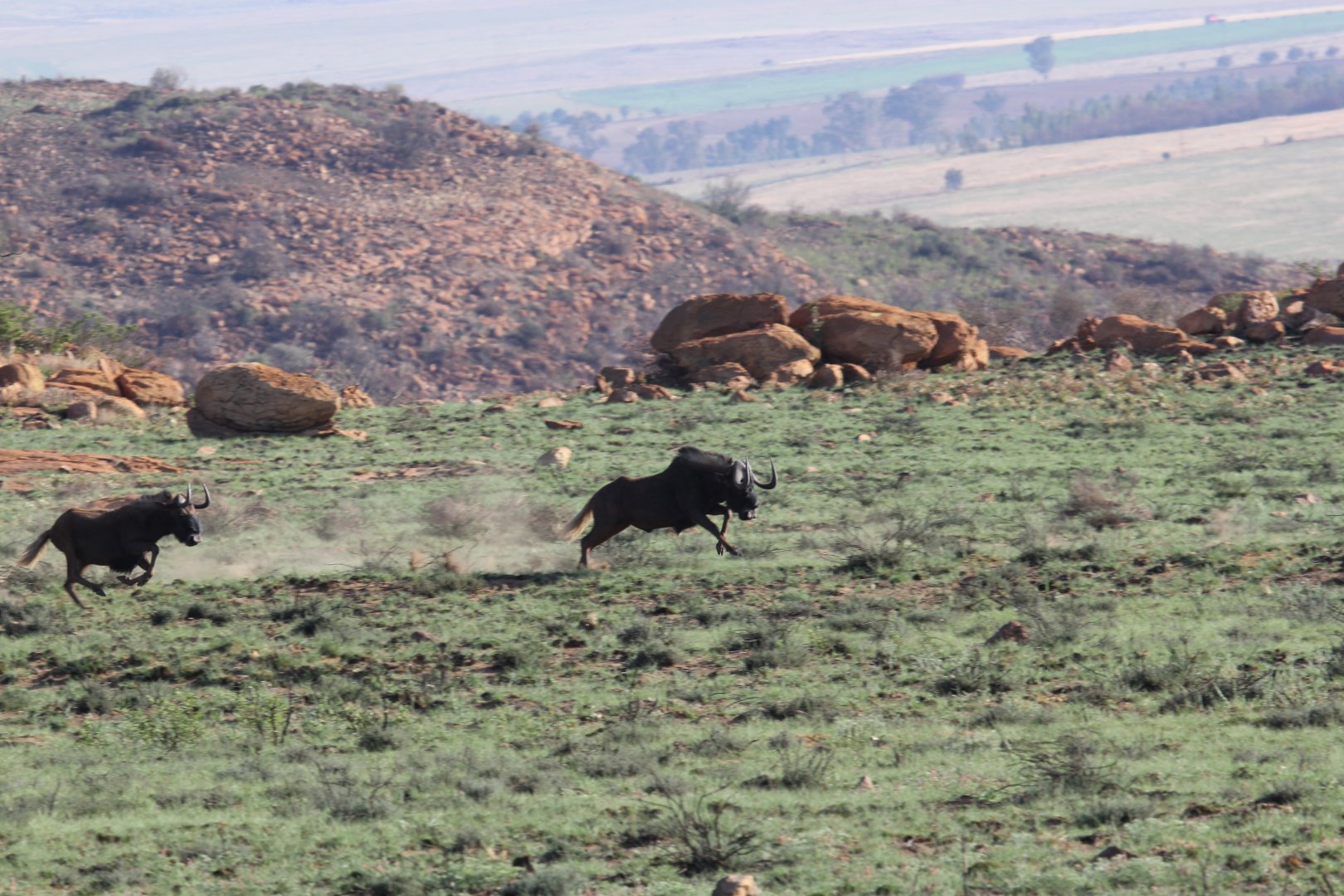 black wildebeest or white-tailed gnu (Connochaetes gnou)