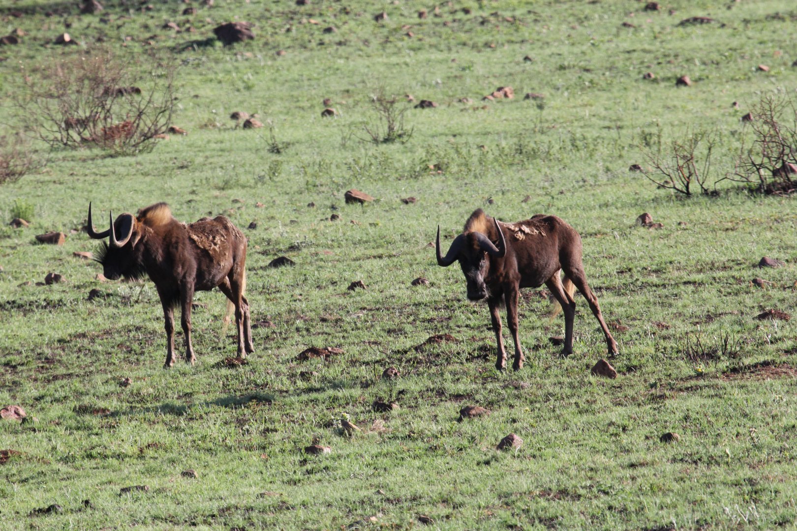 black wildebeest or white-tailed gnu (Connochaetes gnou)