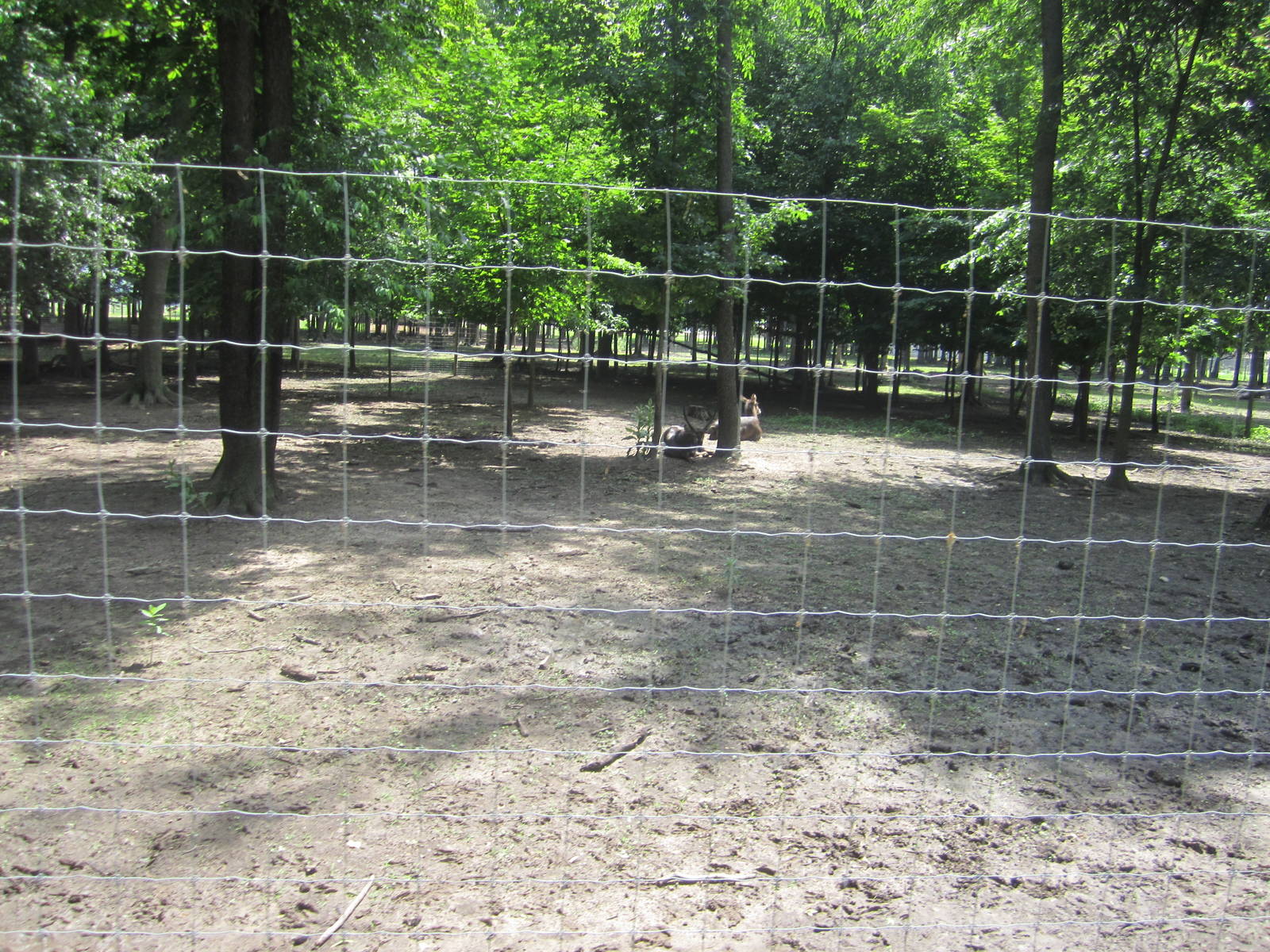 Black Wildebeest Paddock