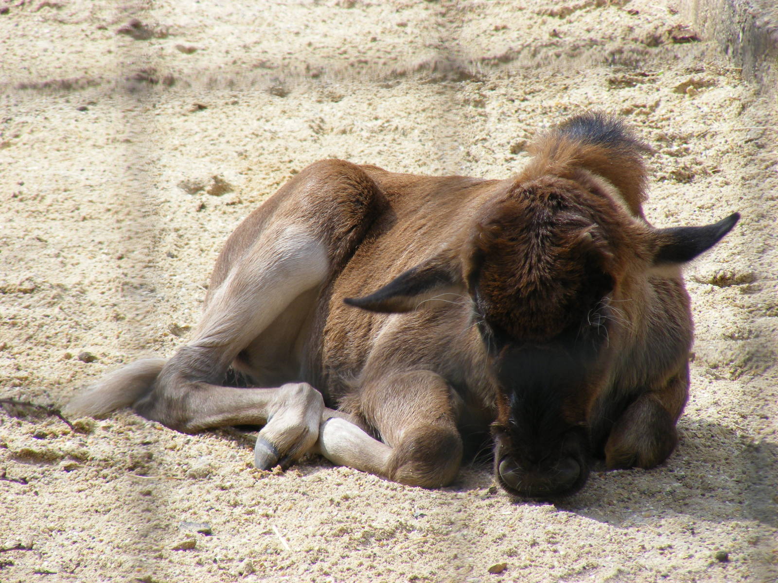 Black wildebeest (white-tailed gnu) calf at Marwell Wildlife, 8 August 2010