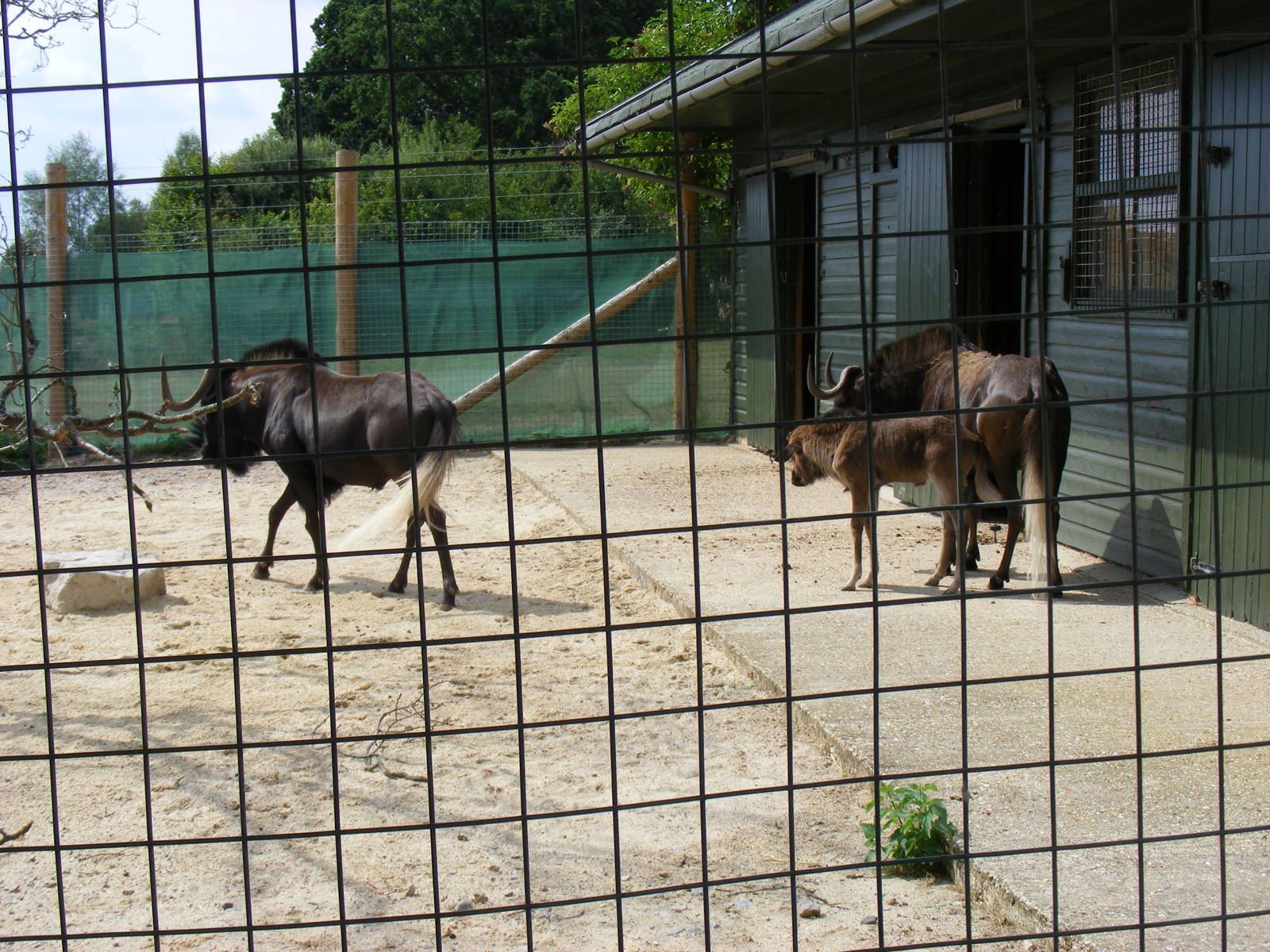 Black wildebeest (white-tailed gnu) family at Marwell Wildlife, 8 August 20