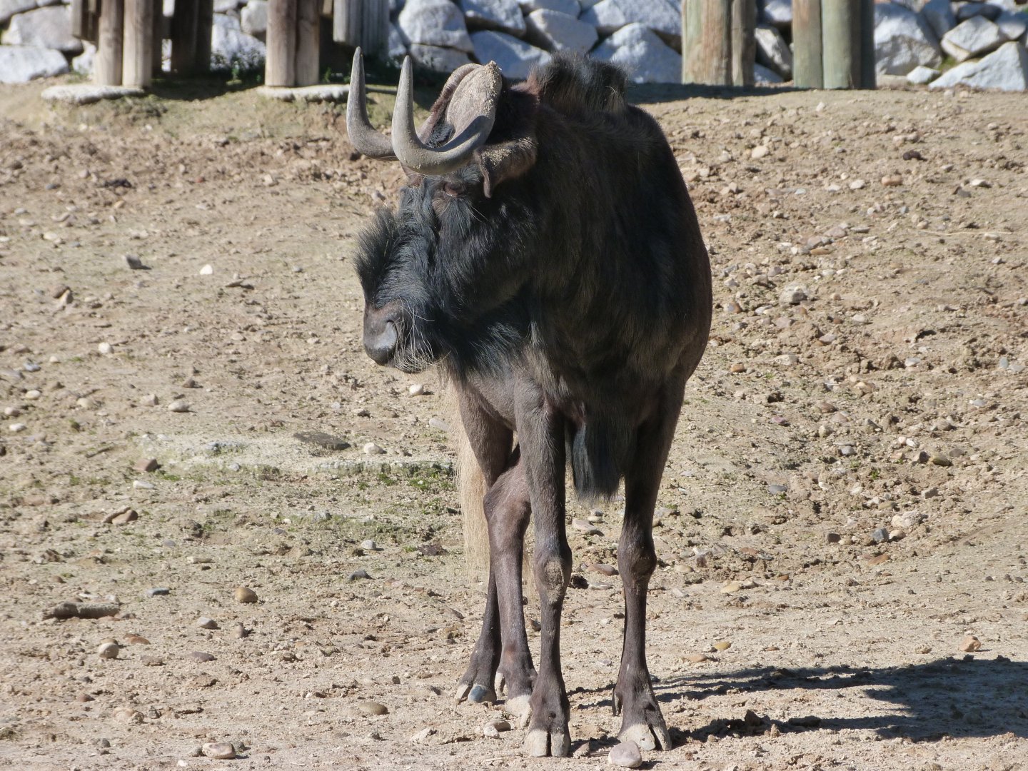 Black wildebeest -Zoo Aquarium de Madrid (2025)