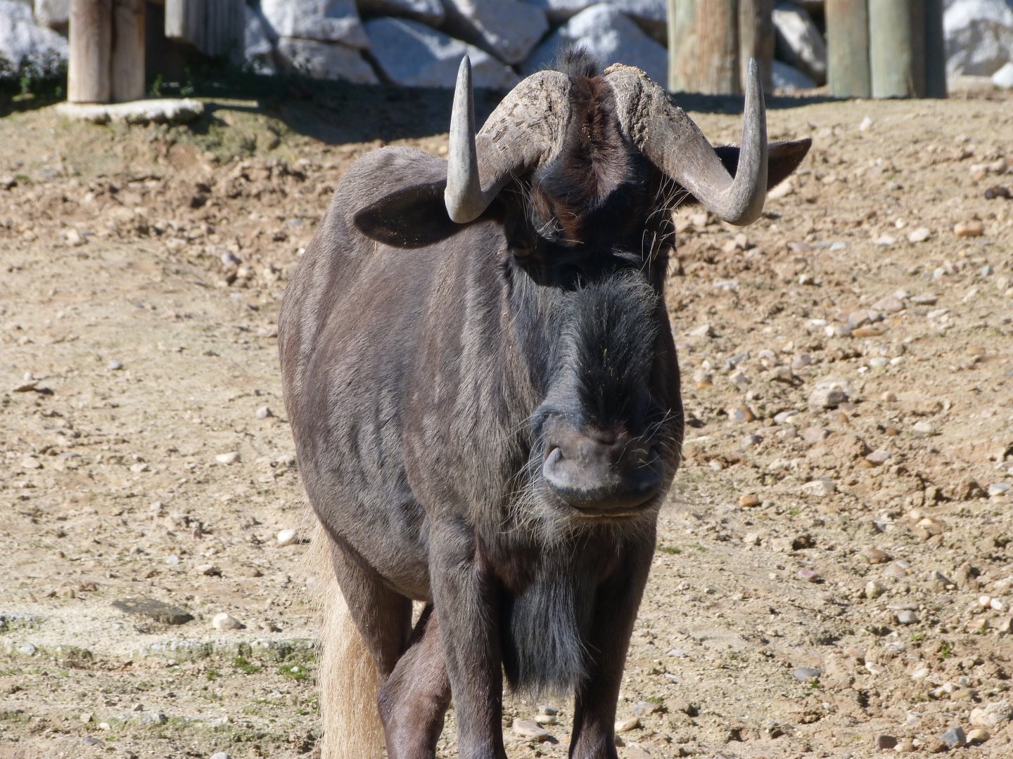Black wildebeest -Zoo Aquarium de Madrid (2025)