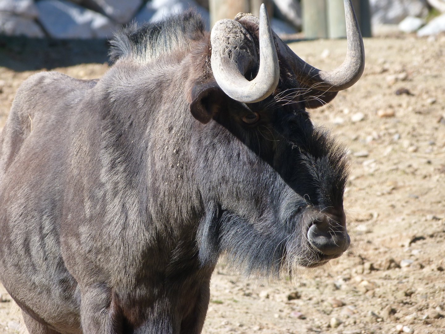 Black wildebeest -Zoo Aquarium de Madrid (2025)