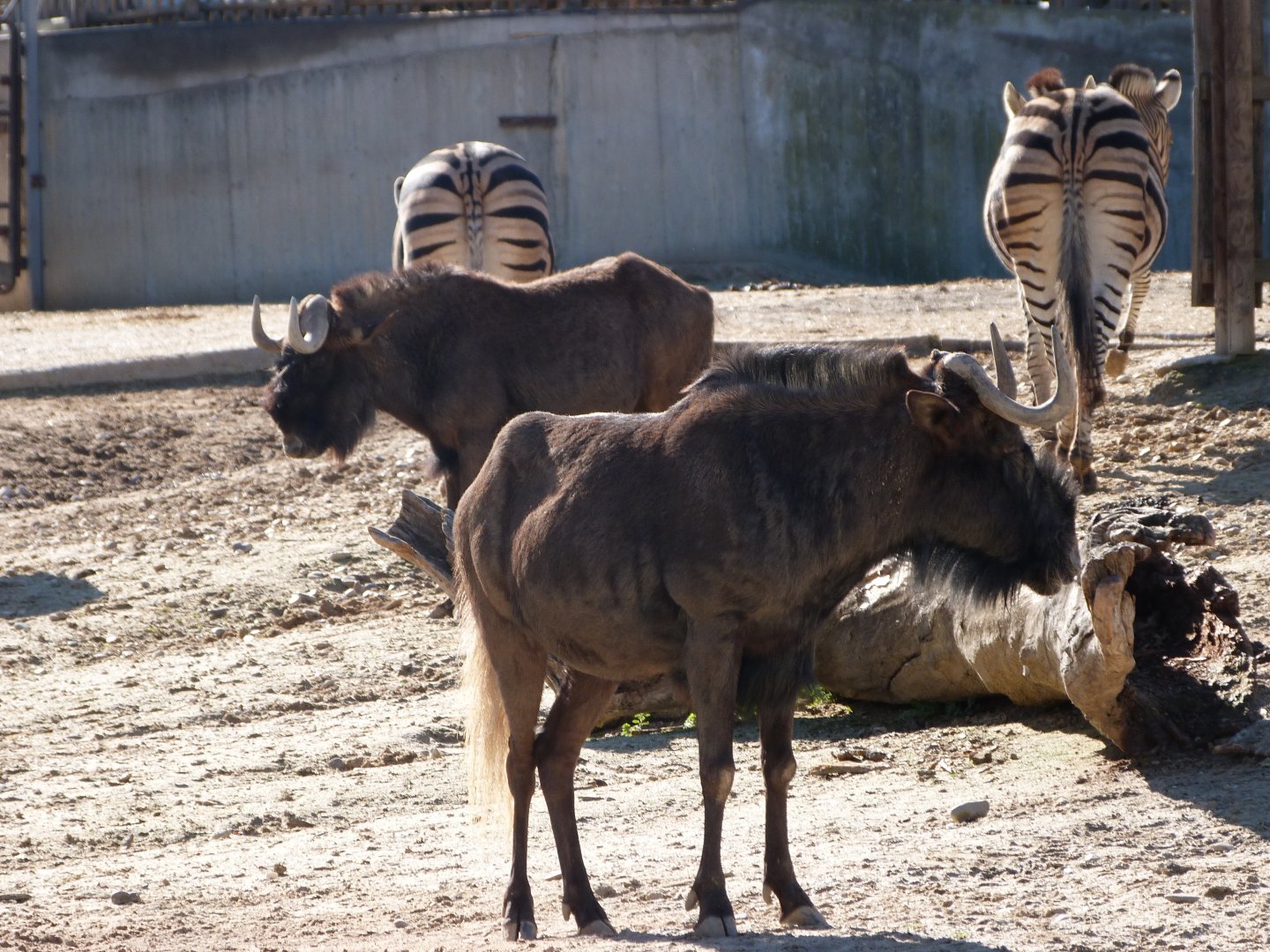 Black wildebeest -Zoo Aquarium de Madrid (2025)