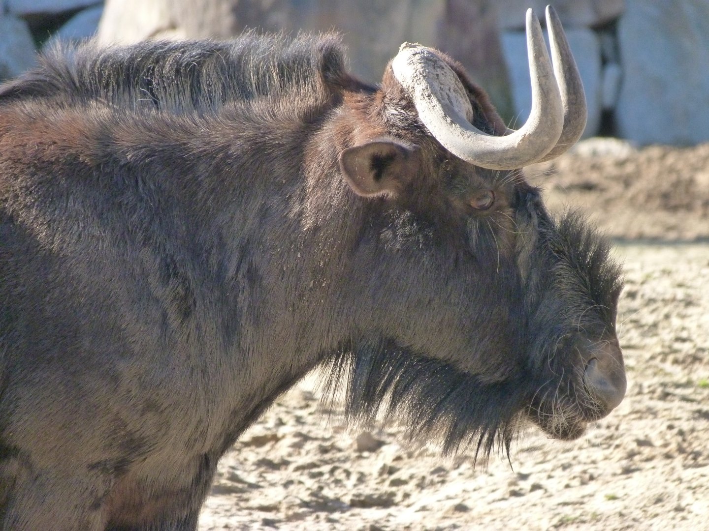 Black wildebeest -Zoo Aquarium de Madrid (2025)