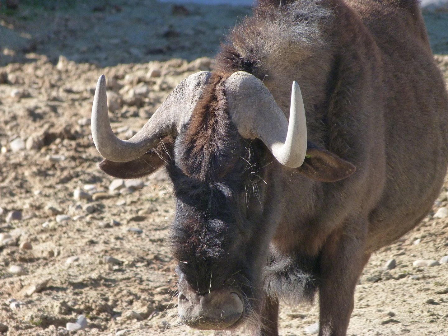 Black wildebeest -Zoo Aquarium de Madrid (2025)