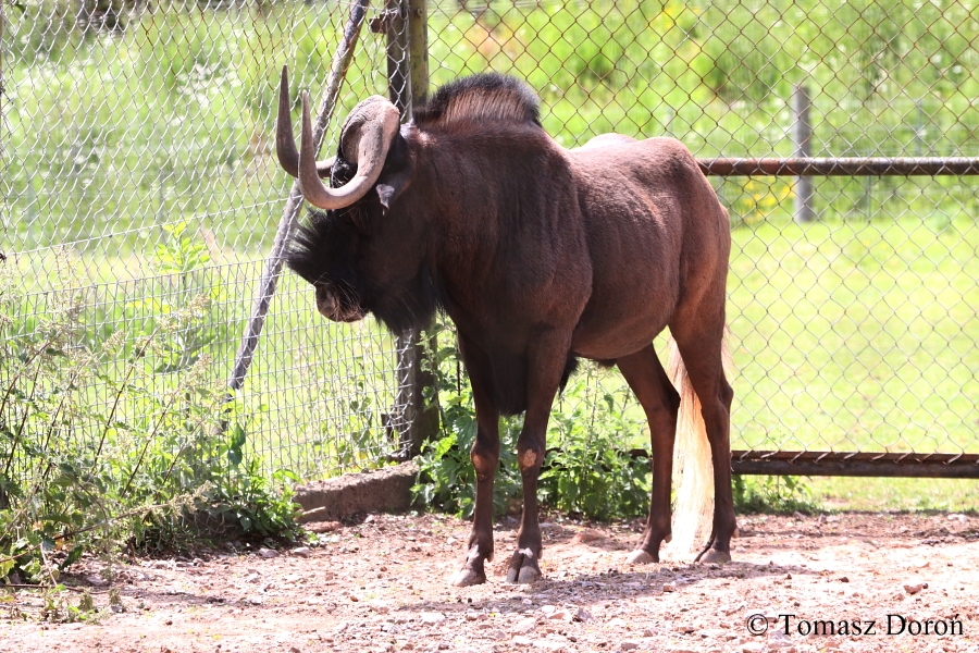 Black Wildebeest