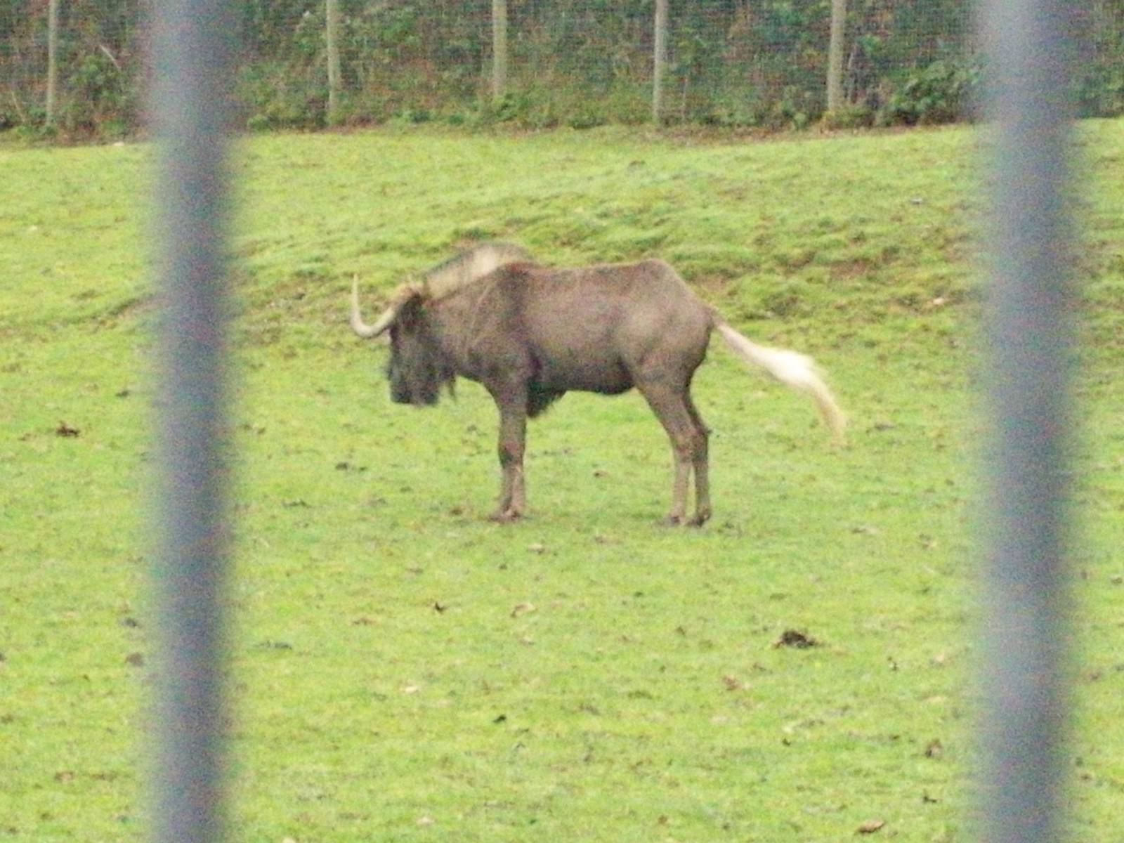 black wildebeest