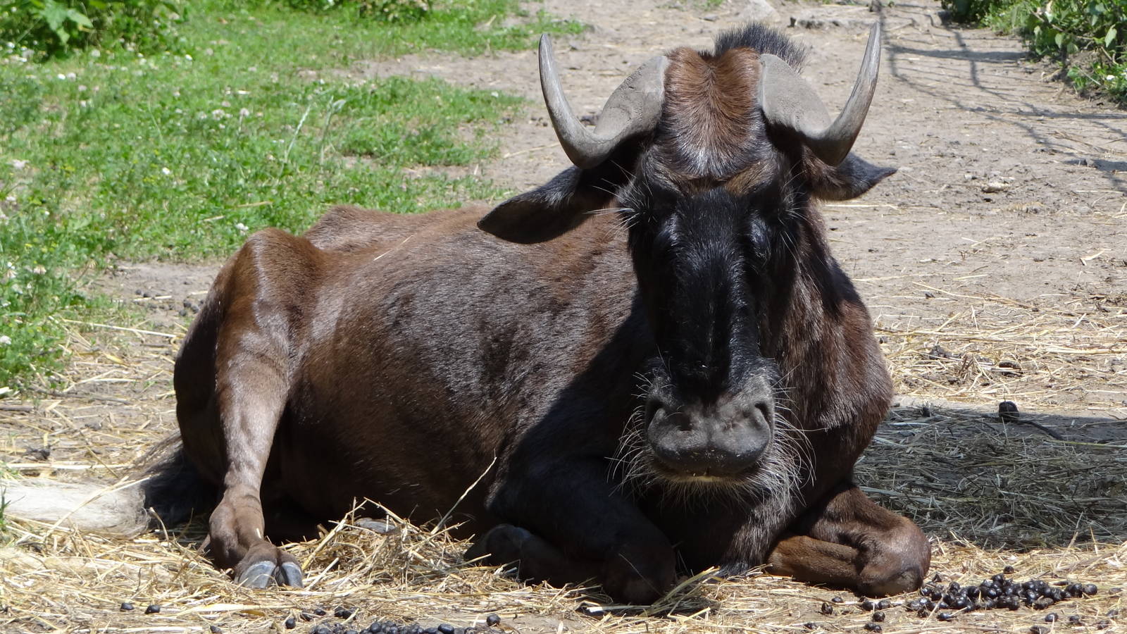 Black Wildebeest