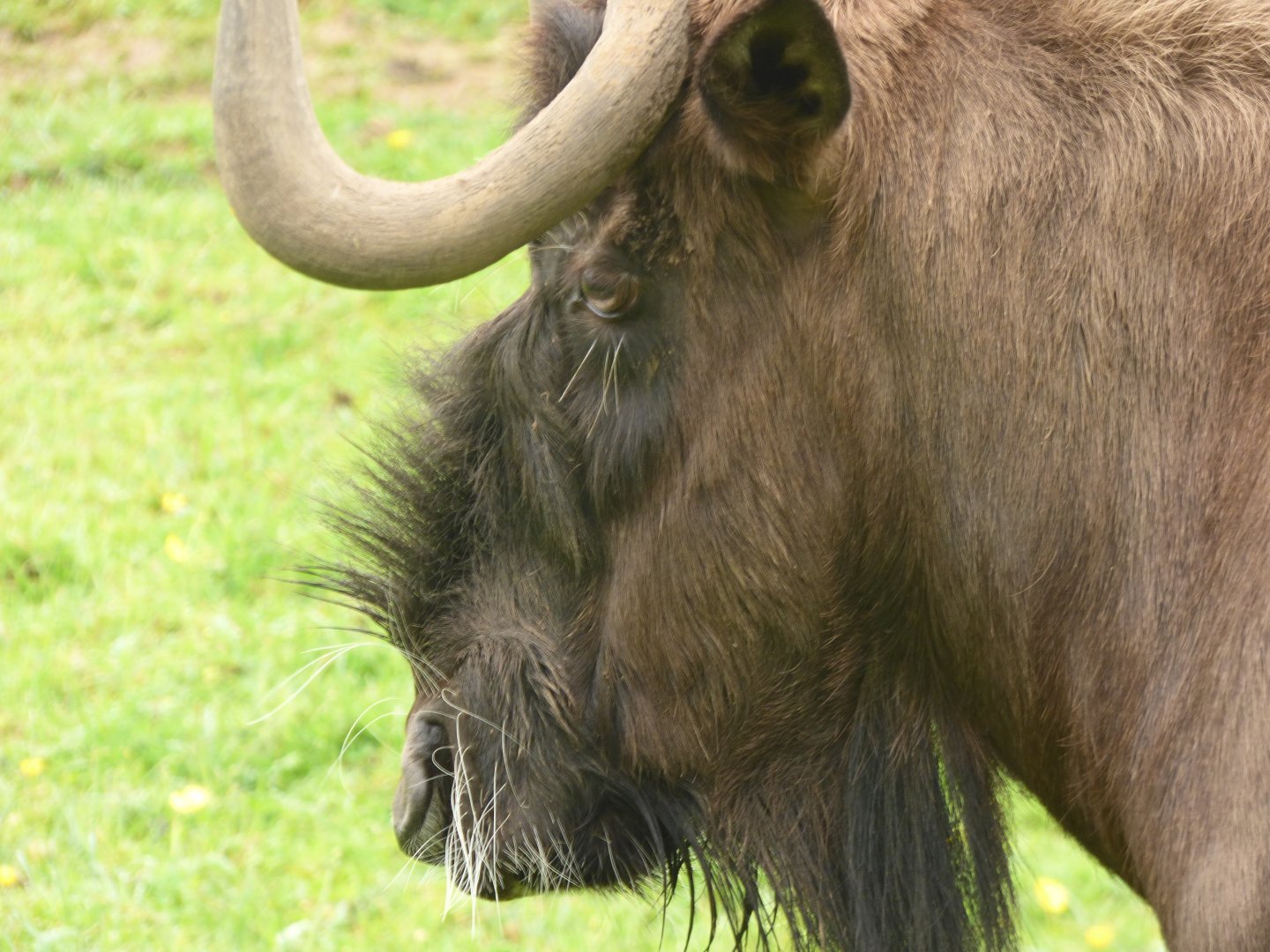 Black Wildebeest