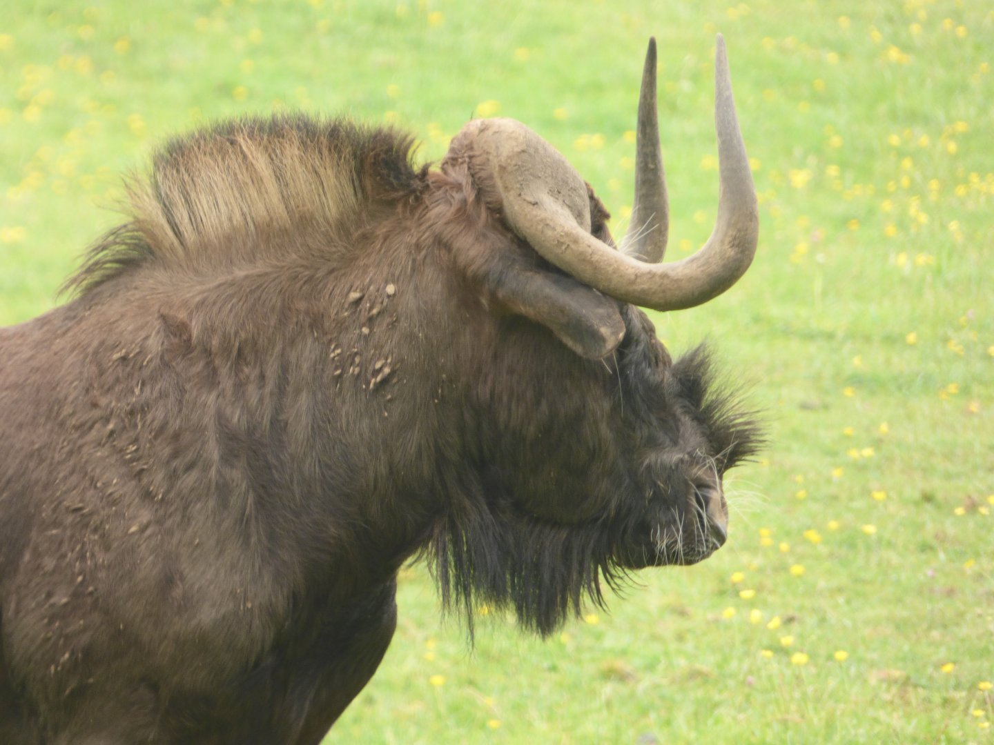 Black Wildebeest